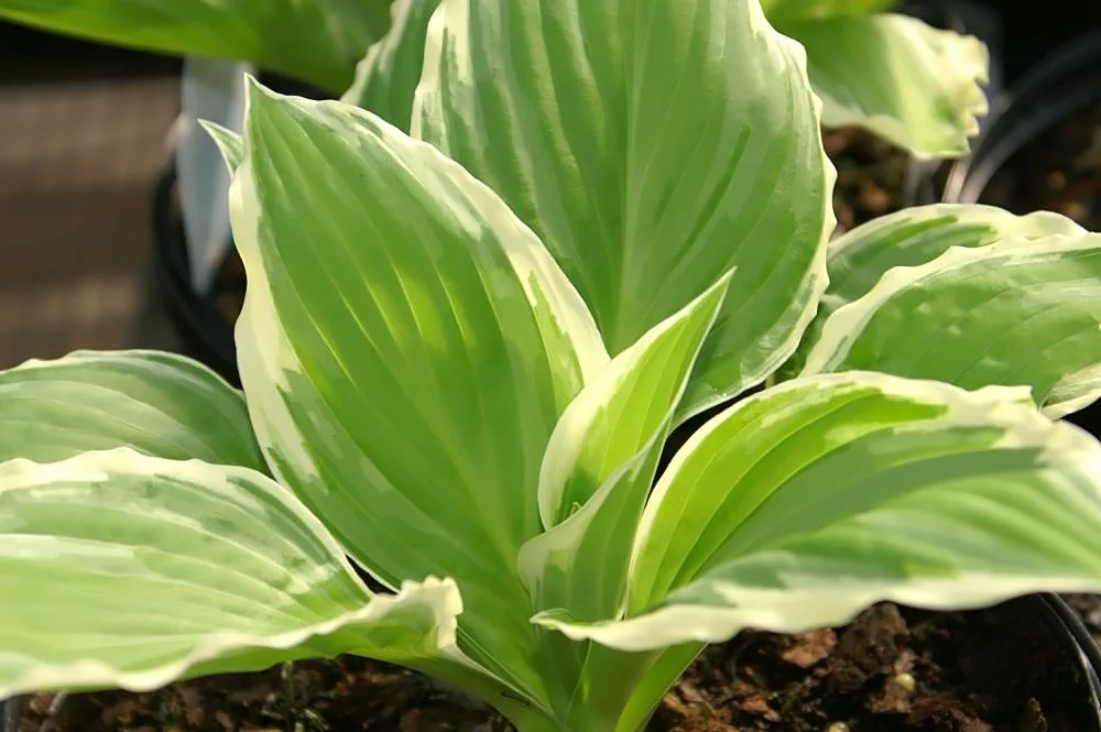 Хоста ‘Undulata Albomarginata’