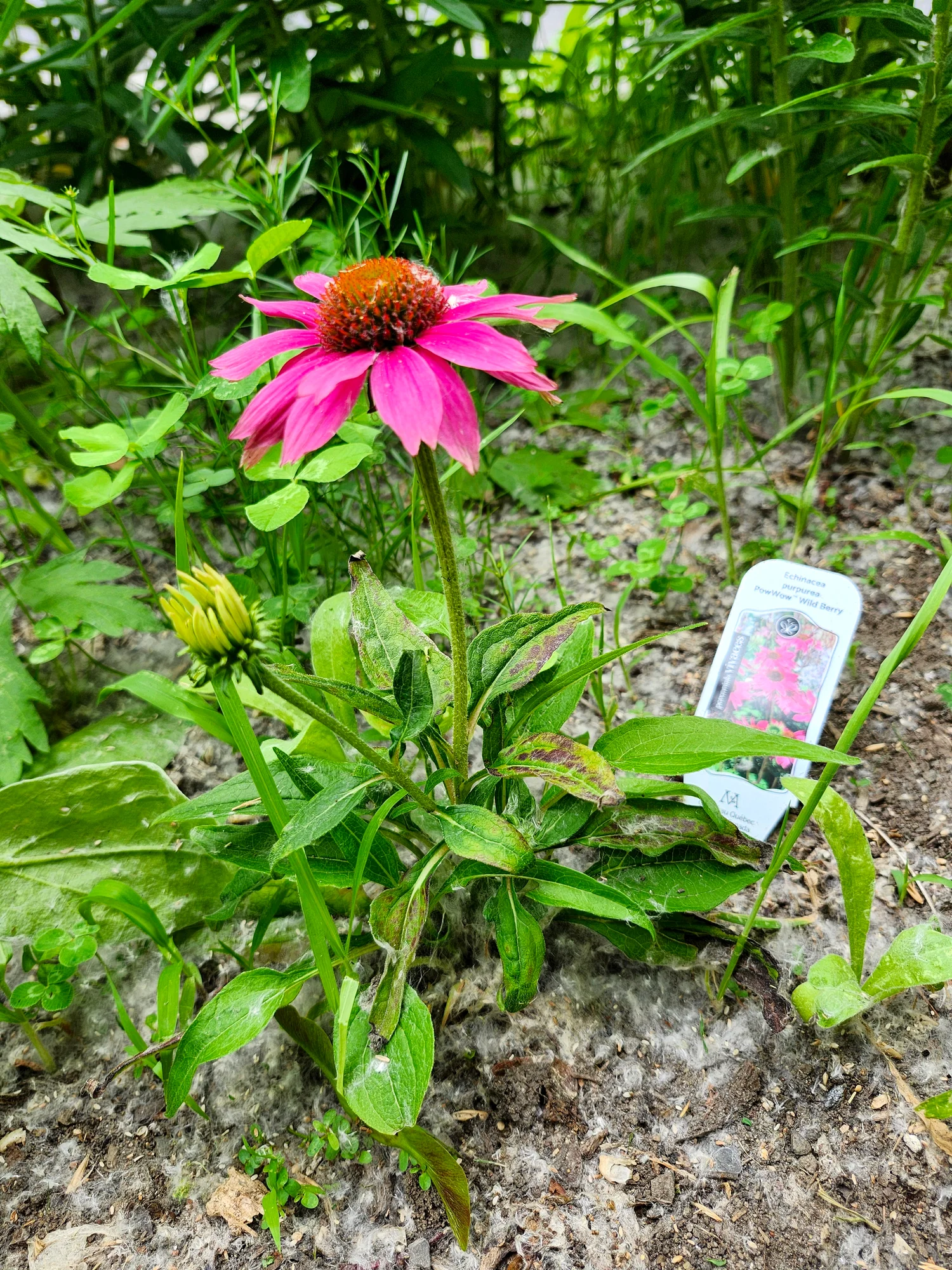 Эхинацея ‘PowWow Wild Berry’