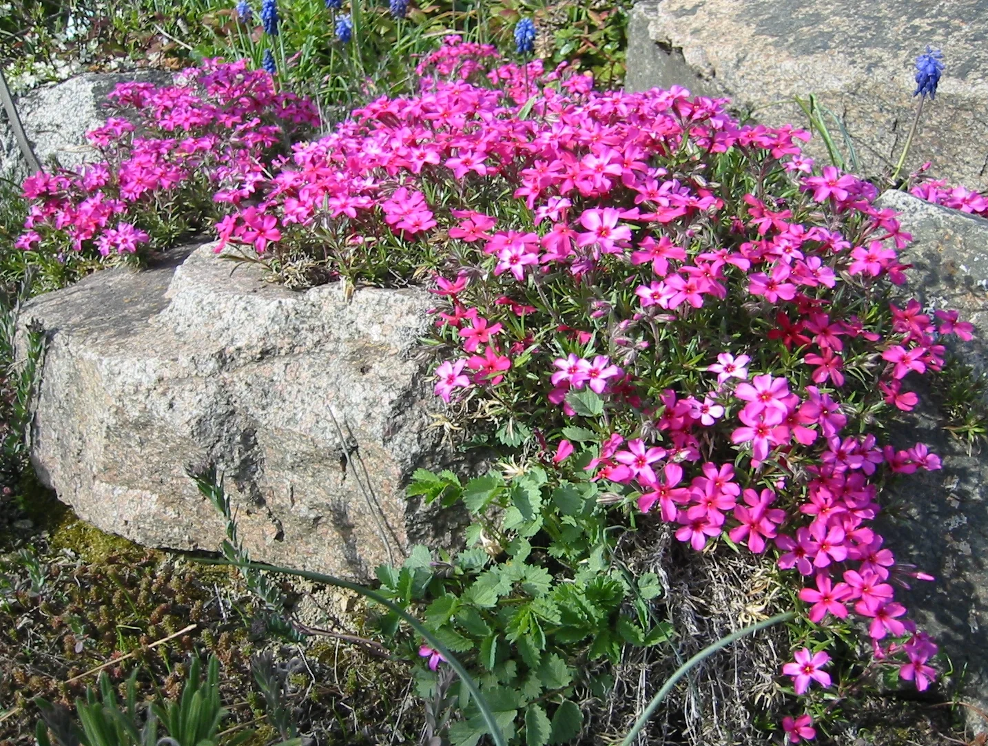 Флокс ‘Scarlet Flame’
