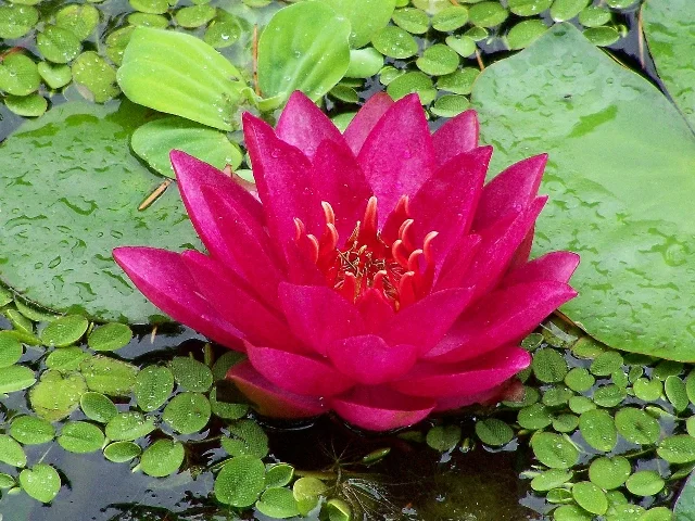Кувшинка ‘James Brydon’