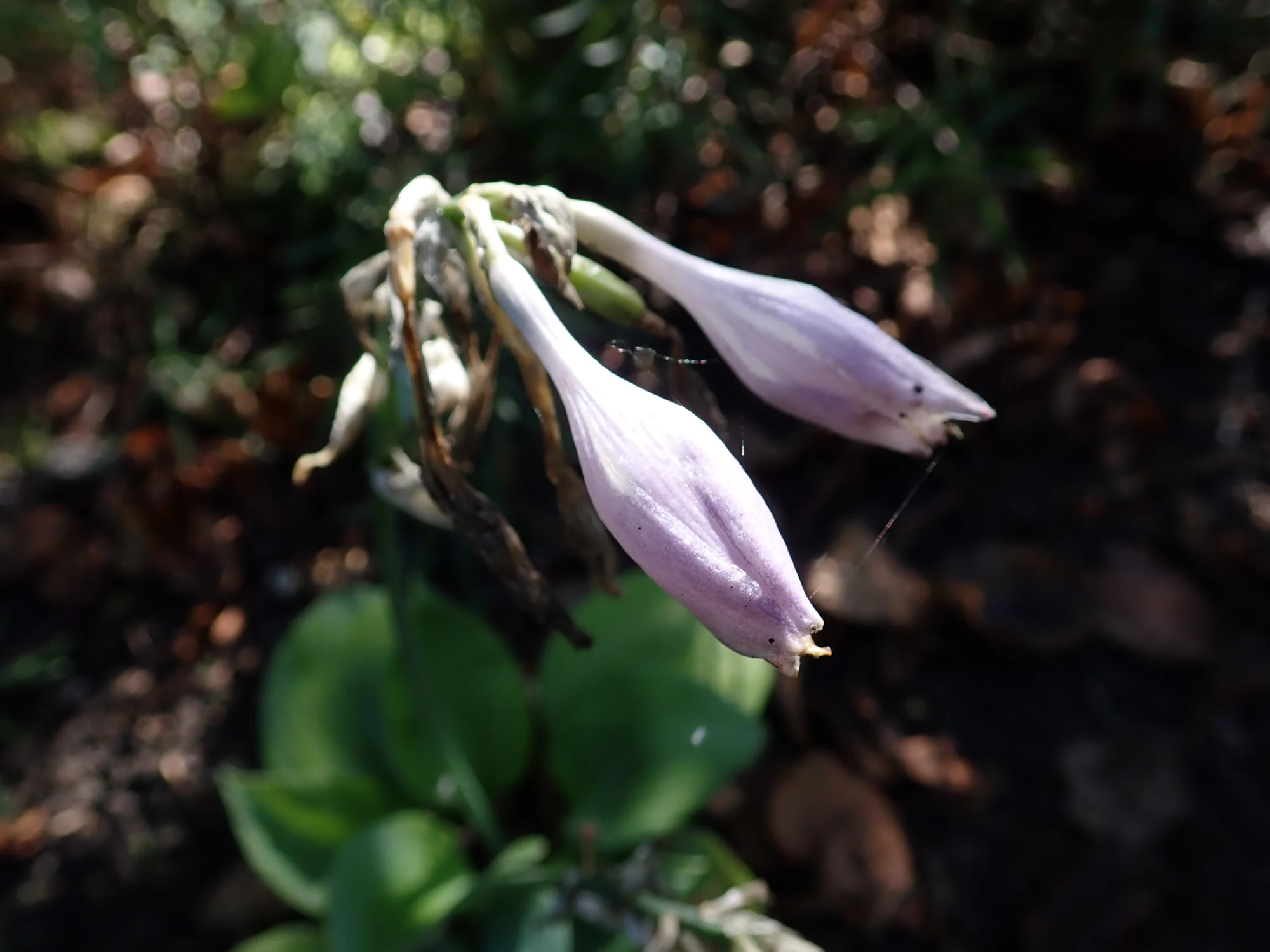 Хоста ‘Fragrant Blue’