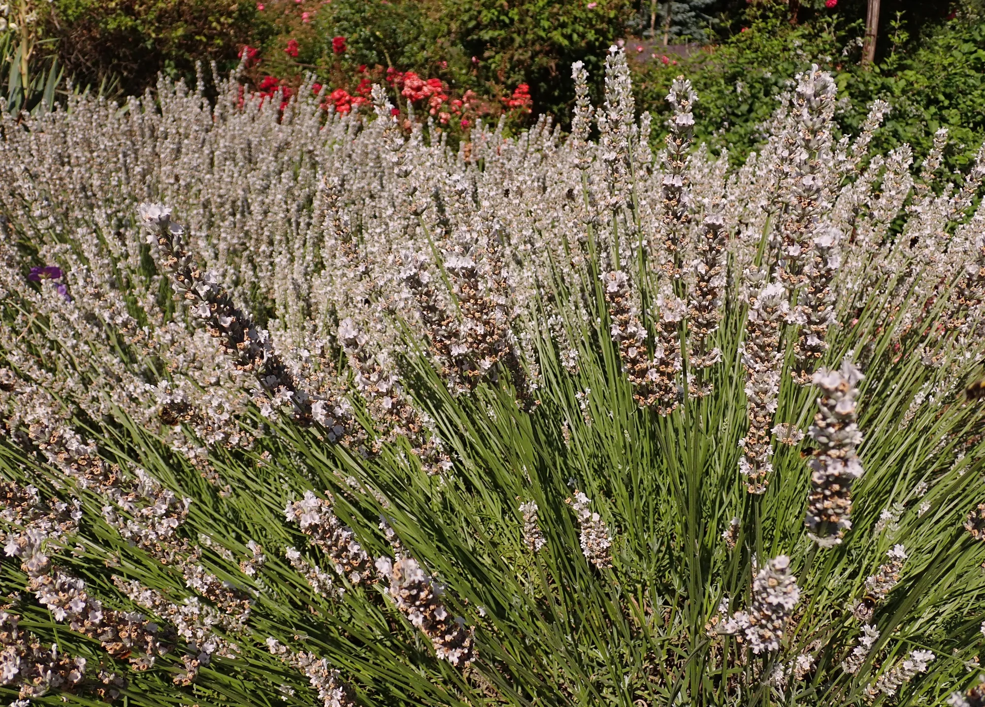 Лаванда ‘Edelweiss’