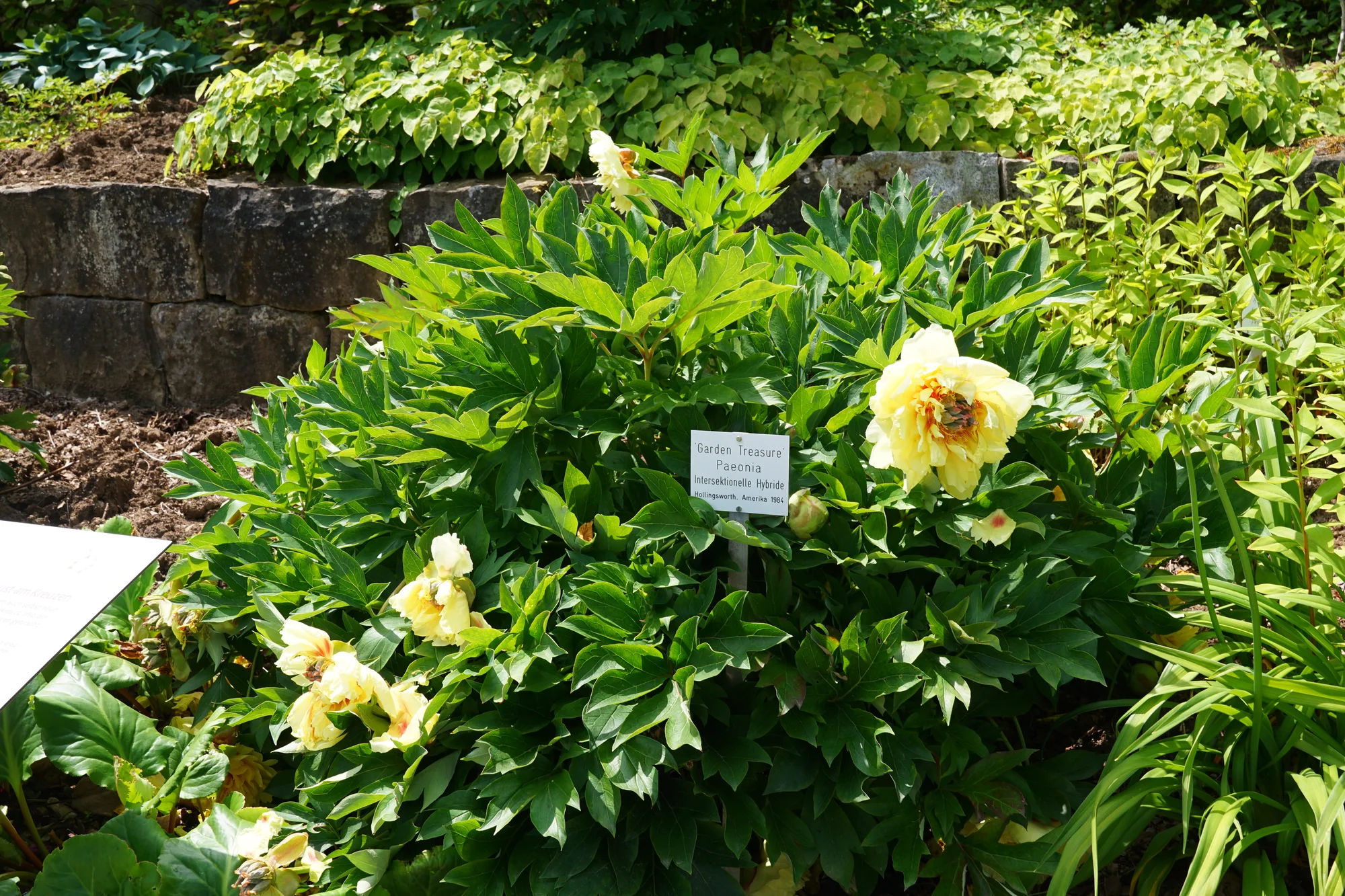 Пион ‘Garden Treasure’