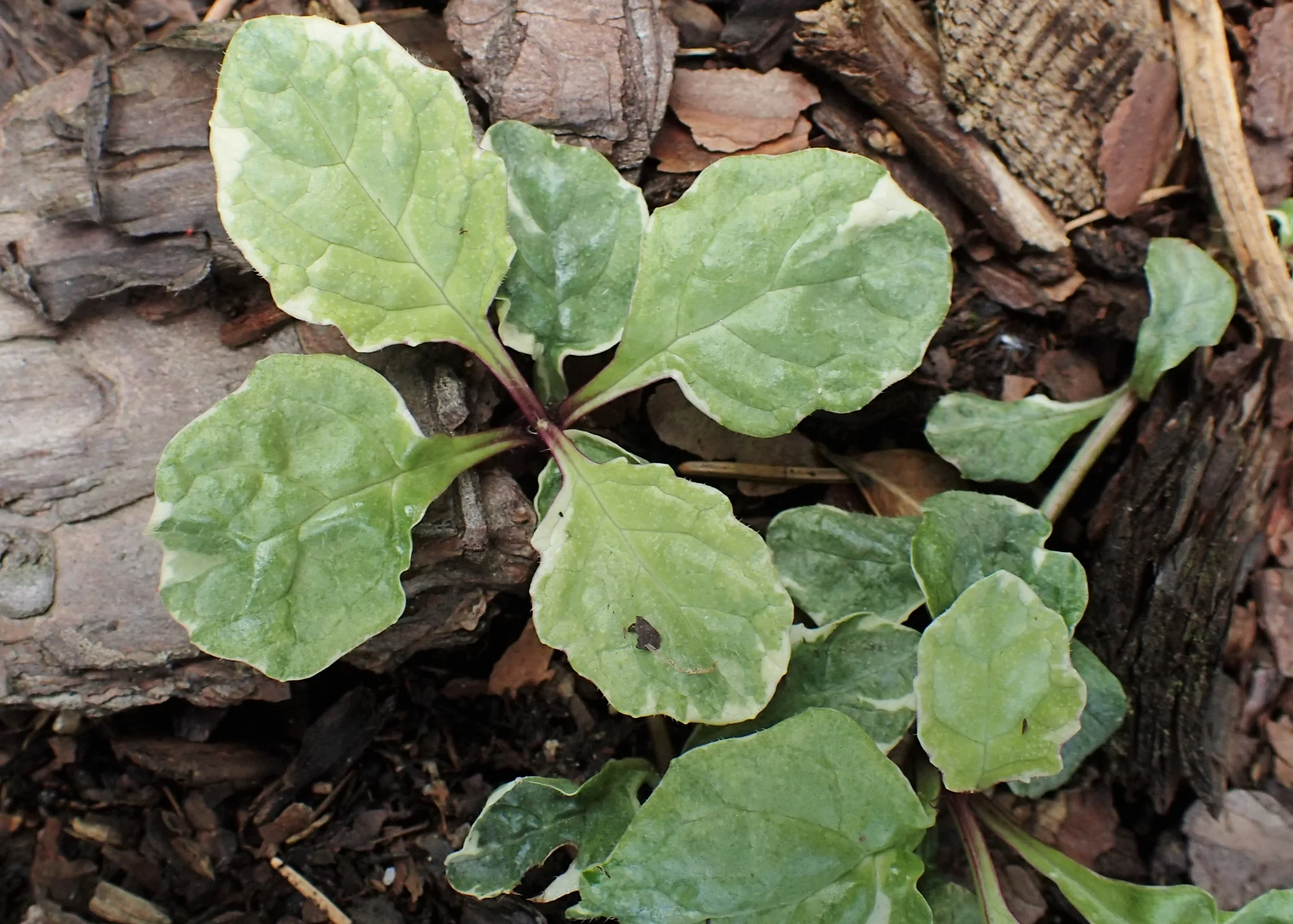Живучка ‘Variegata’