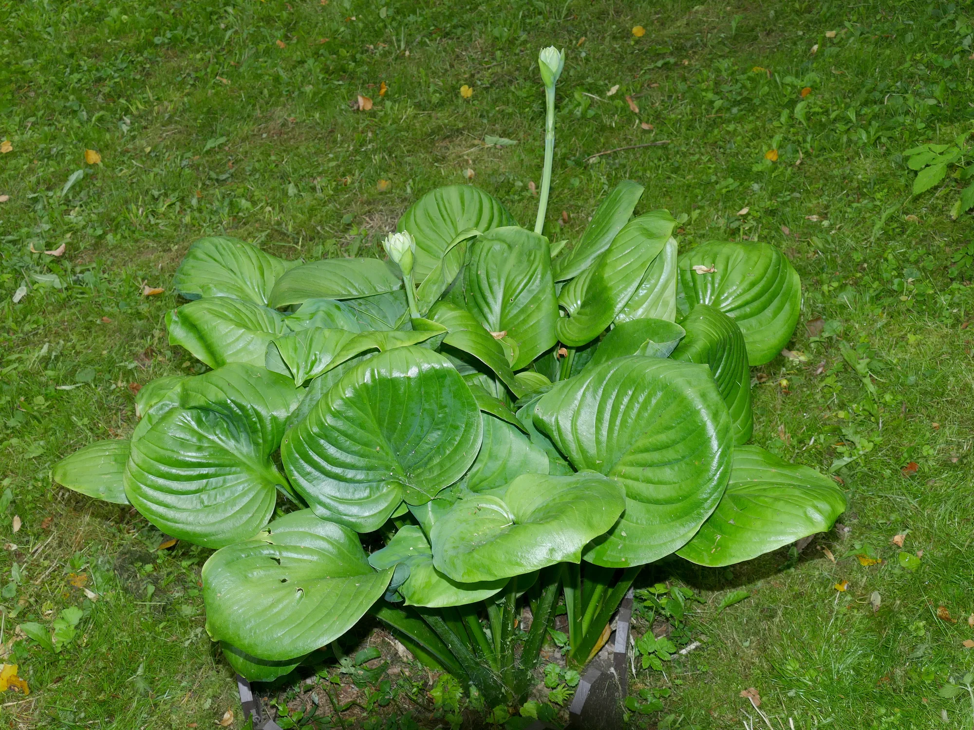 Хоста ‘Avocado’
