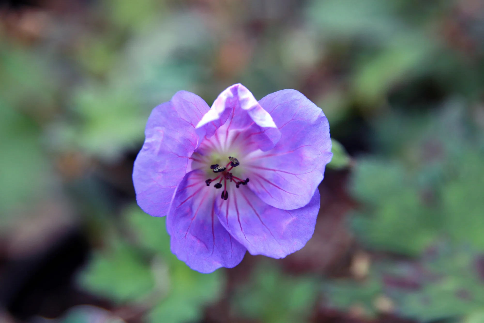 Герань ‘New Hampshire Purple’