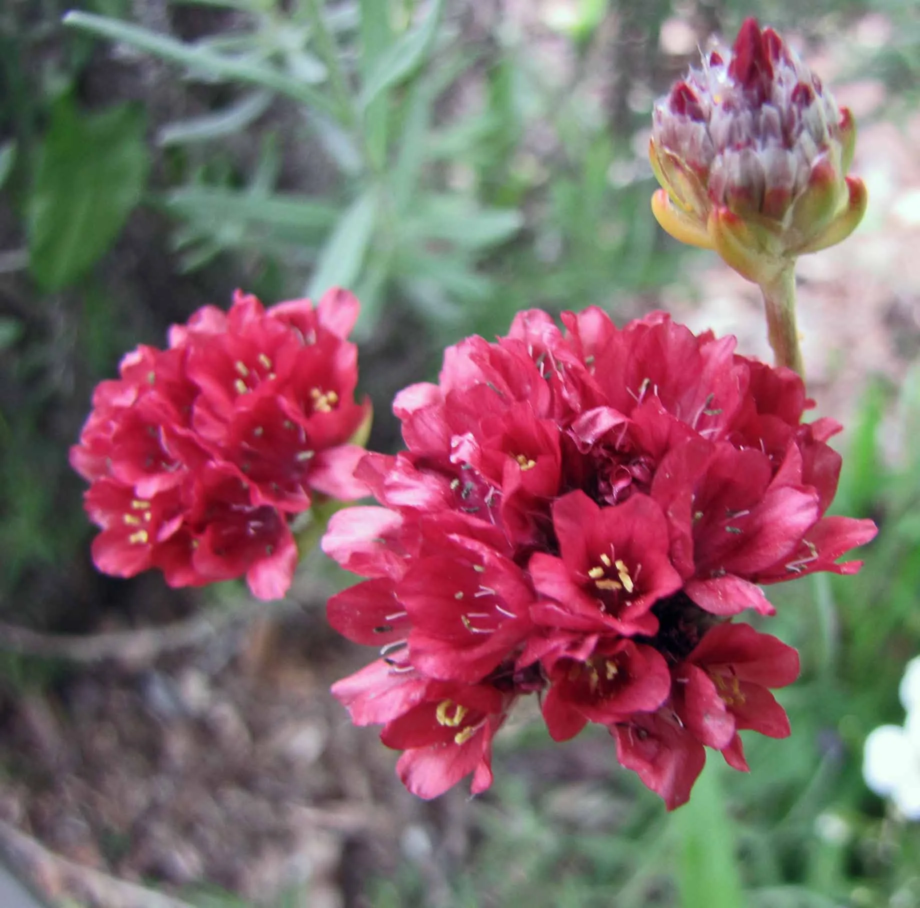 Армерия ‘Ballerina Red’