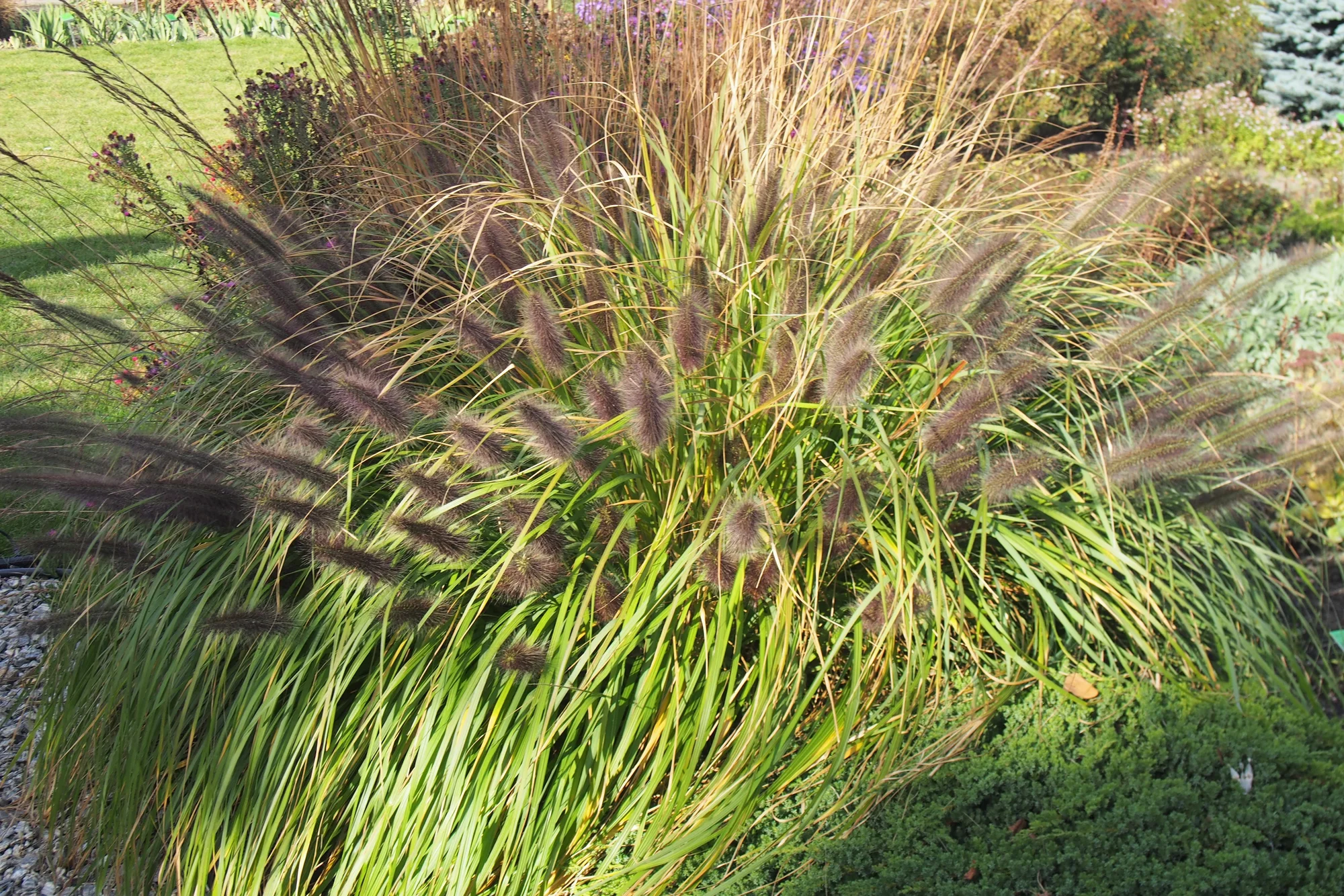 Pennisetum ‘Black Beauty’