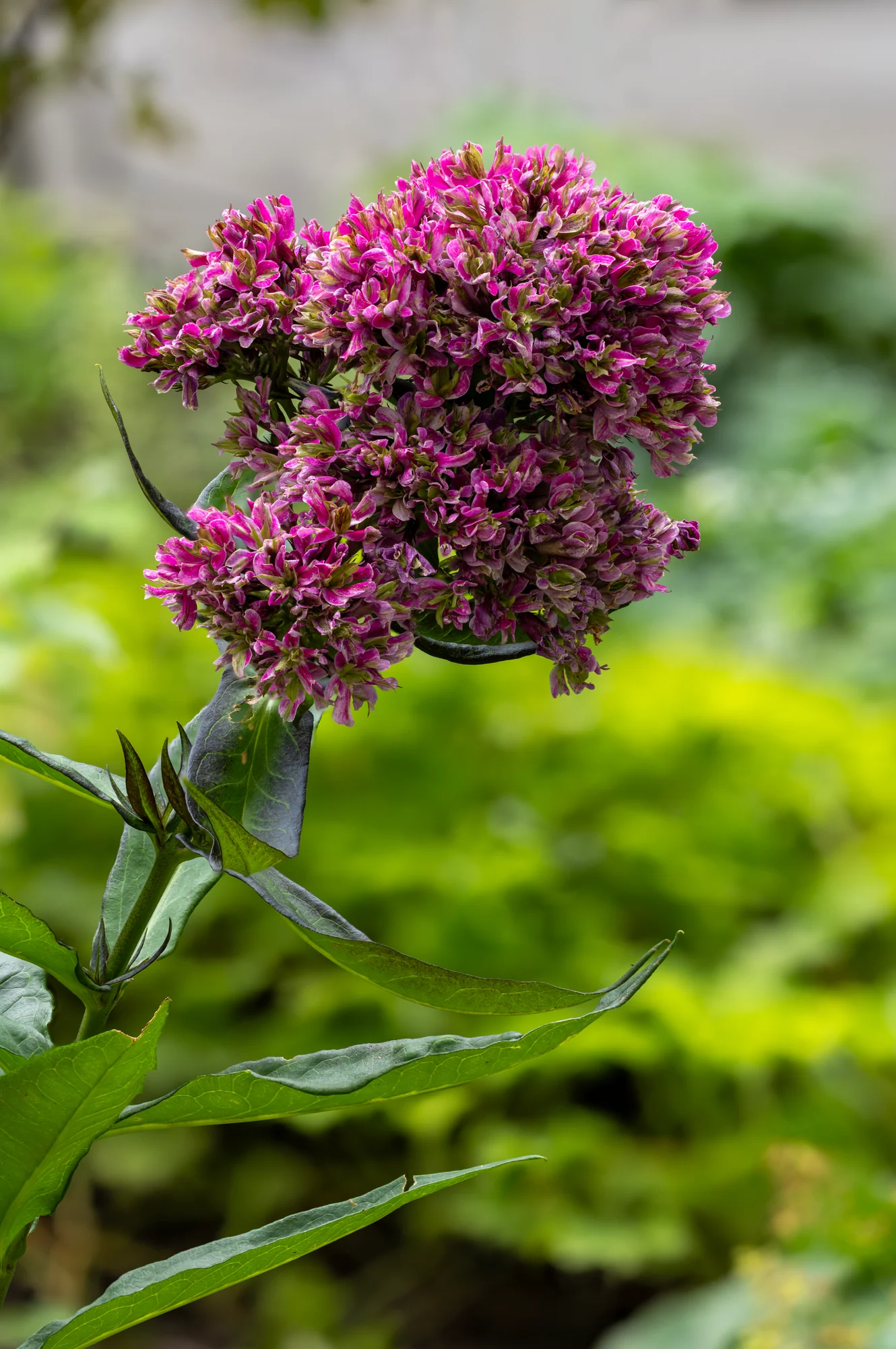 Флокс ‘Natural Feelings’