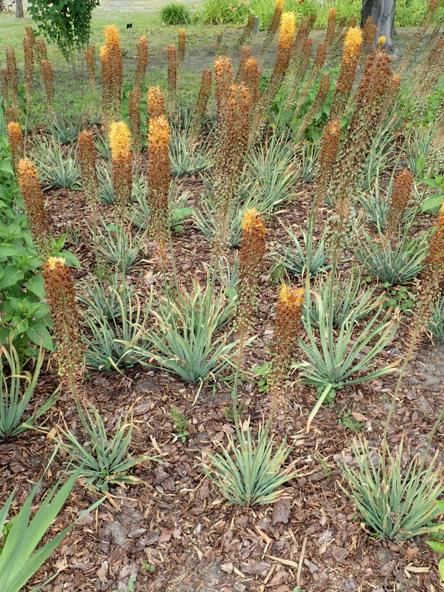 Eremurus ‘Cleopatra’