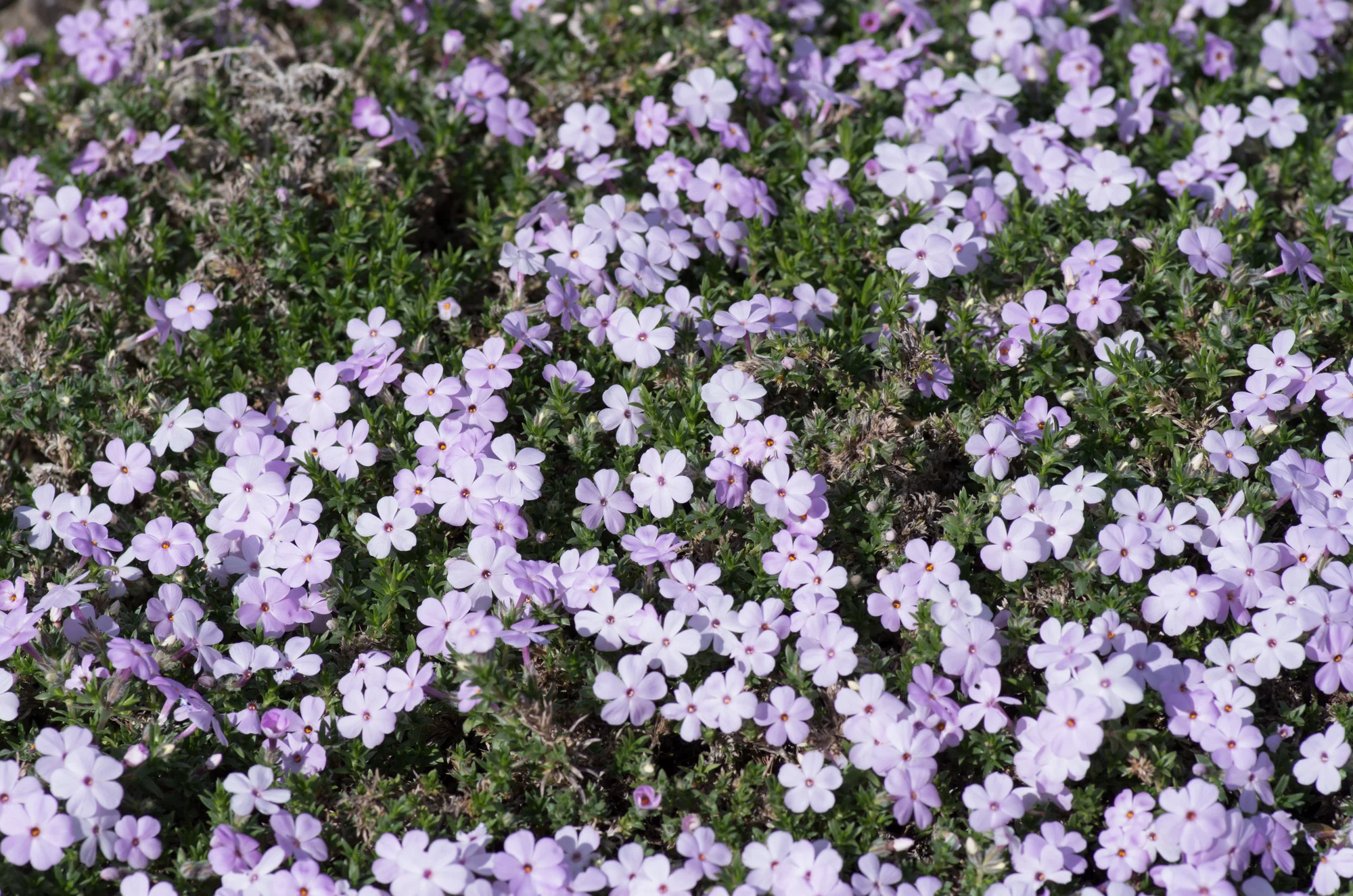 Флокс ‘Rosea’