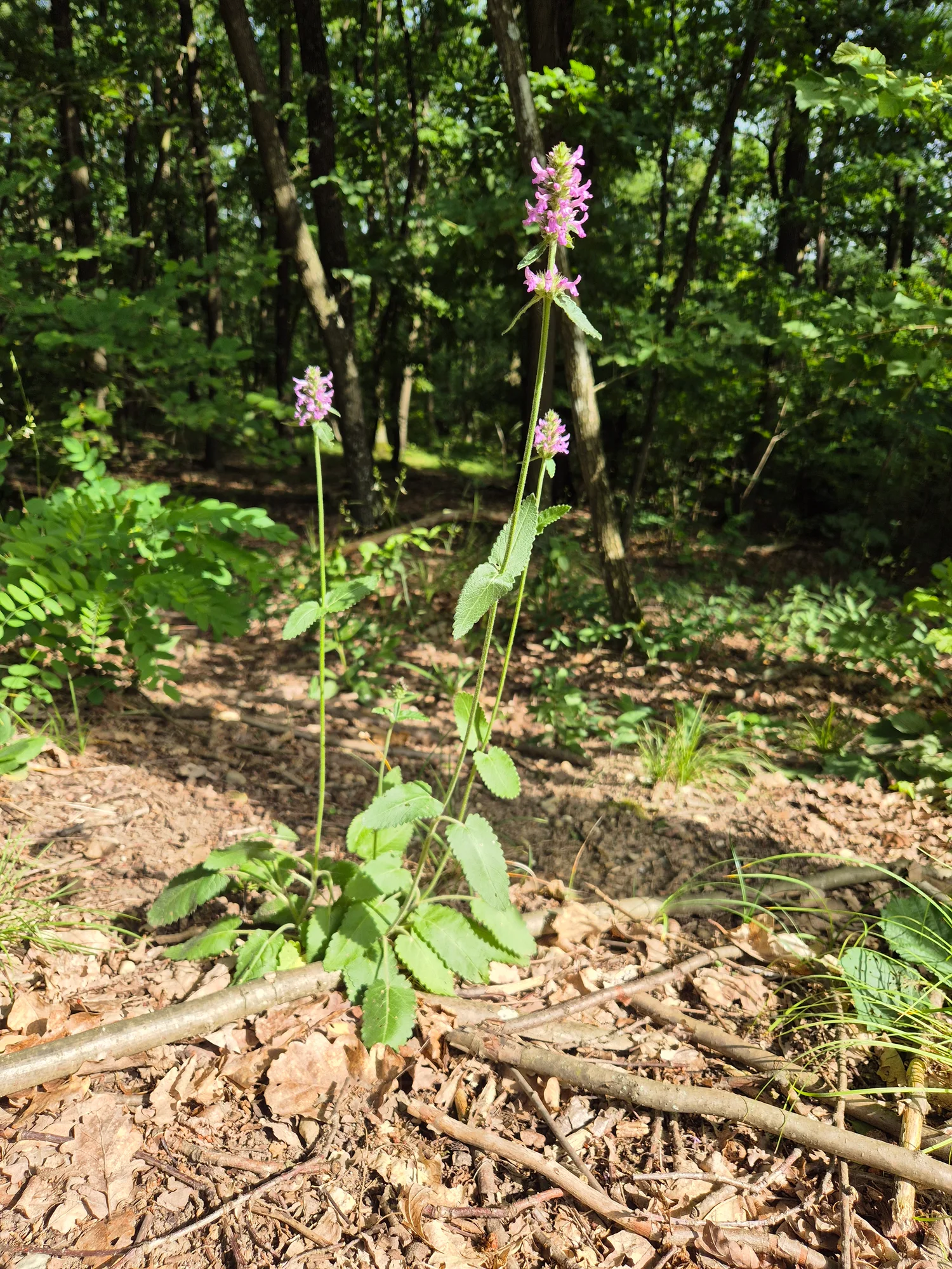 Буквица лекарственная — Betonica officinalis subsp. officinalis
