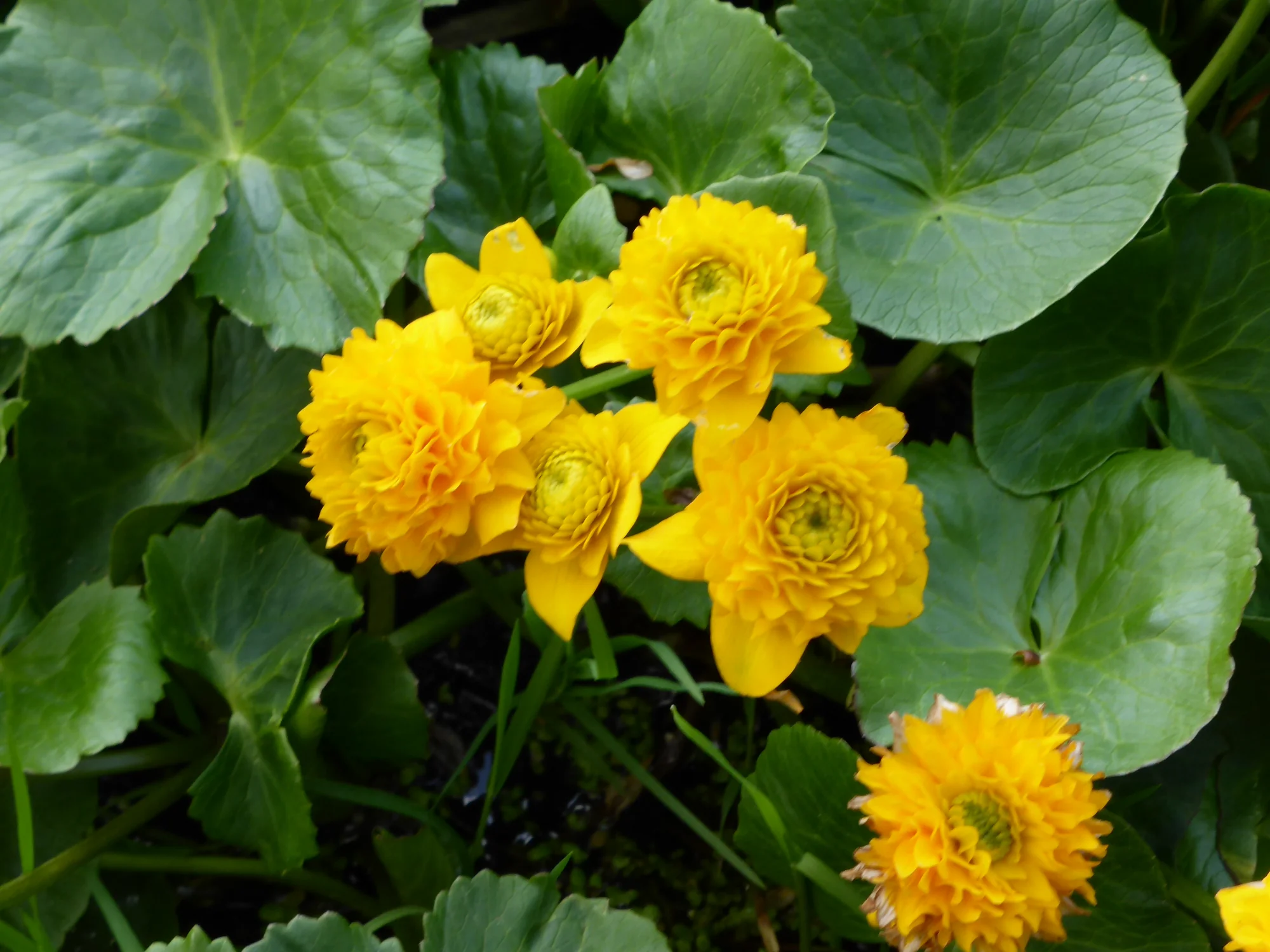 Caltha ‘Multiplex’