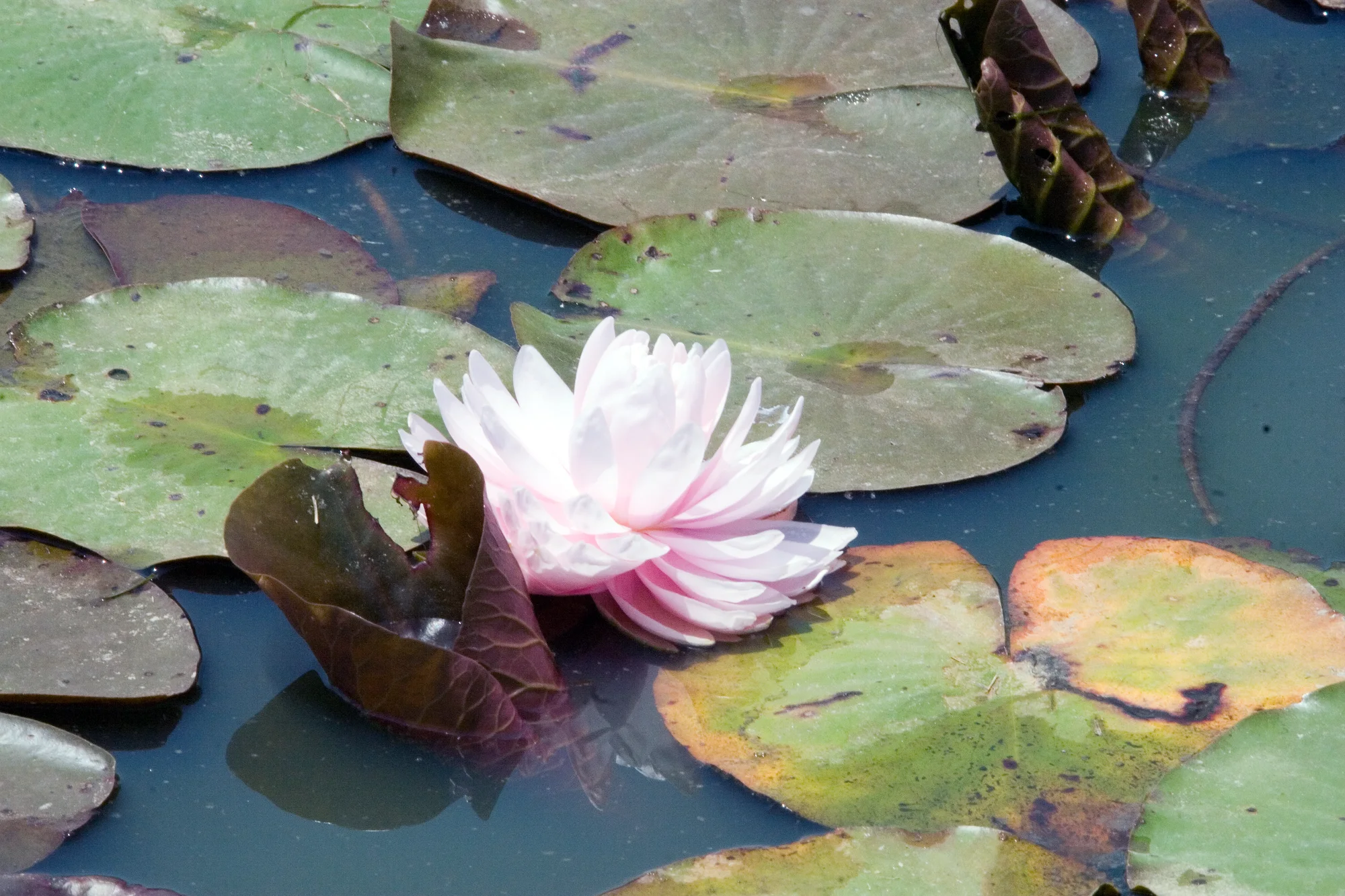 Кувшинка ‘Lily Pons’