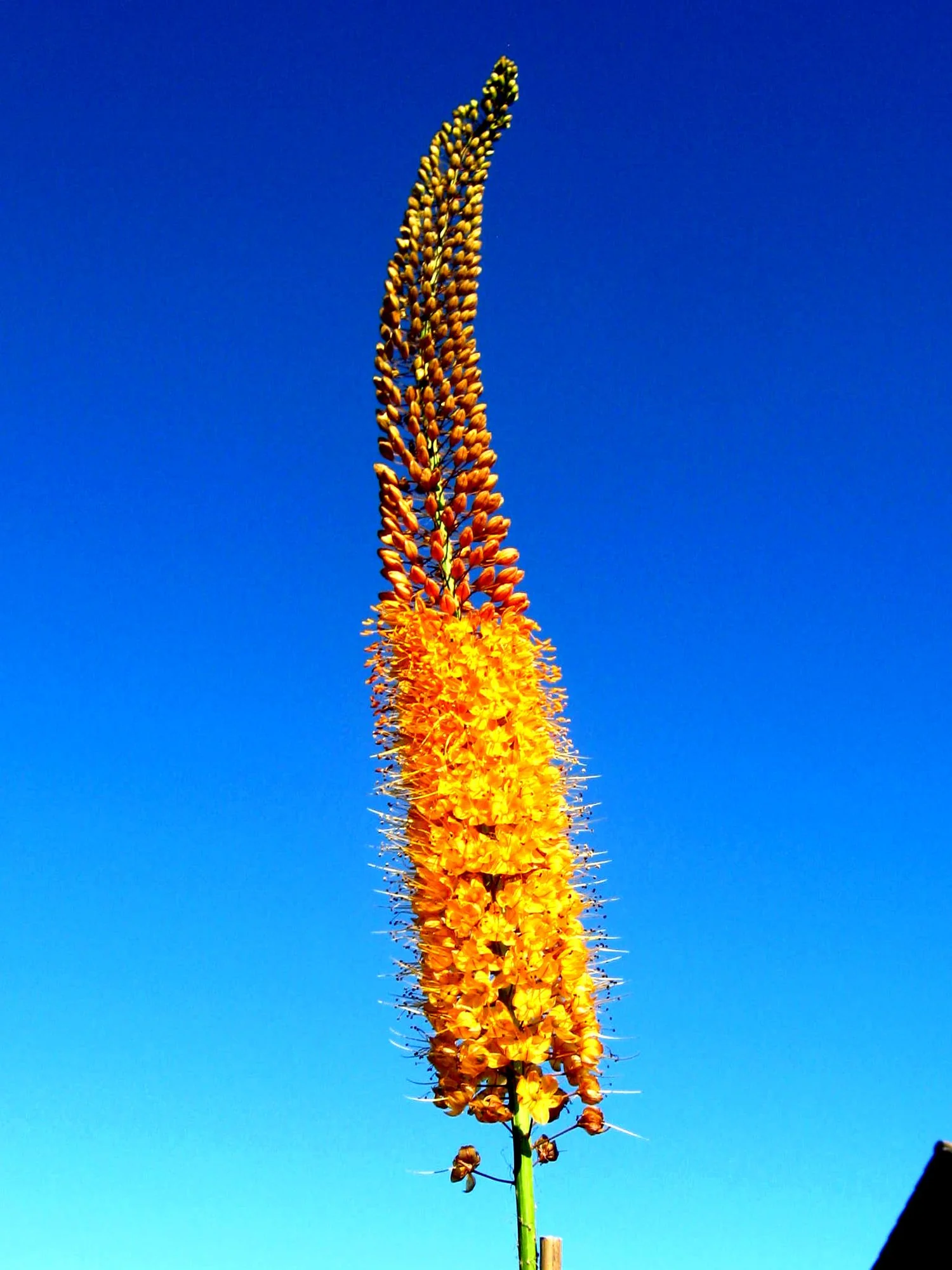 Eremurus ‘Pinokkio’