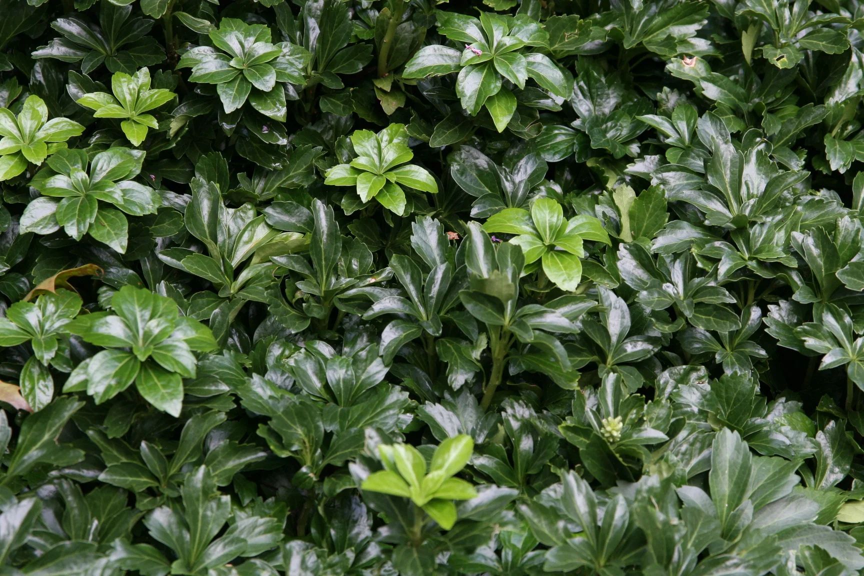 Пахизандра ‘Green Sheen’