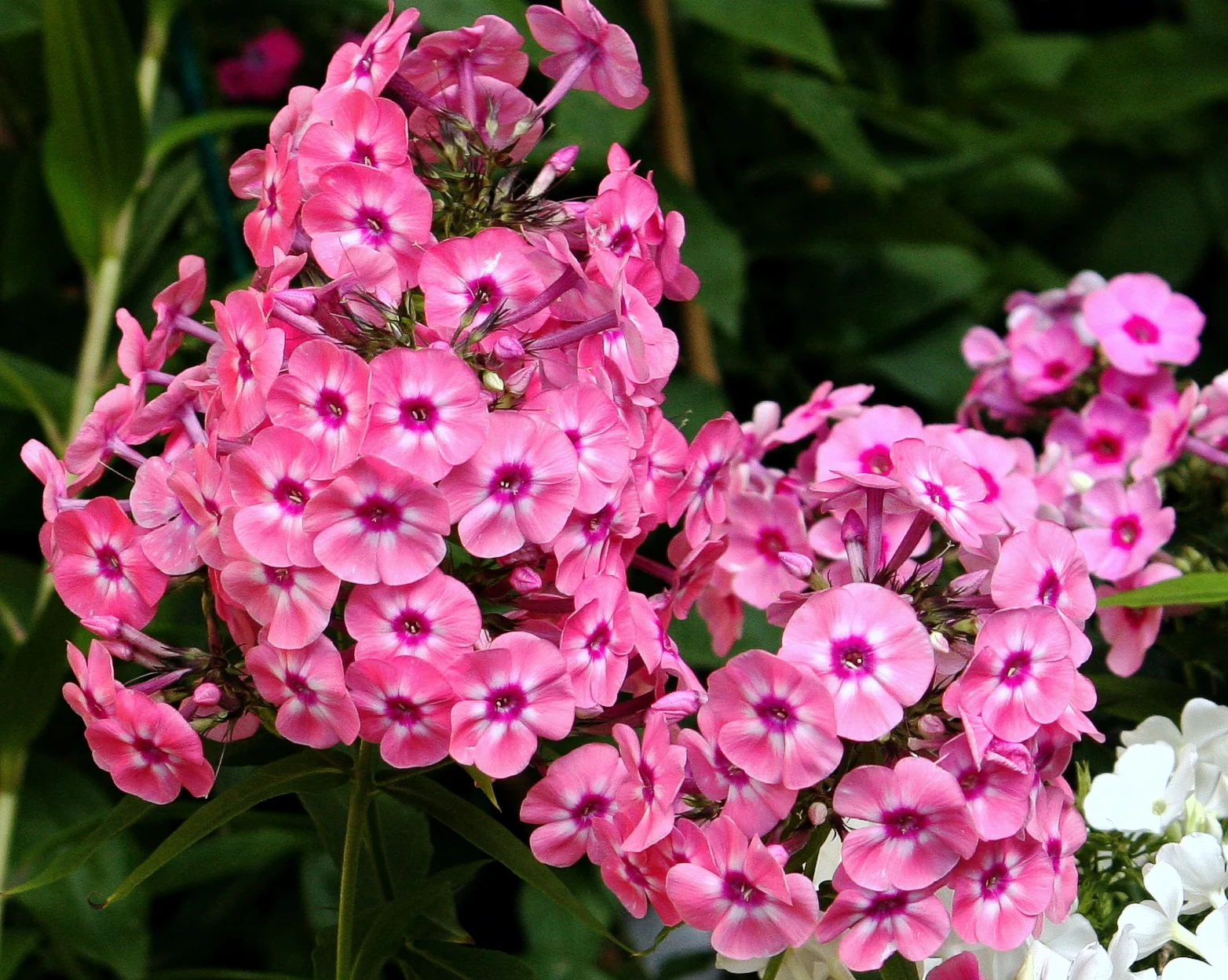Флокс ‘Larissa’
