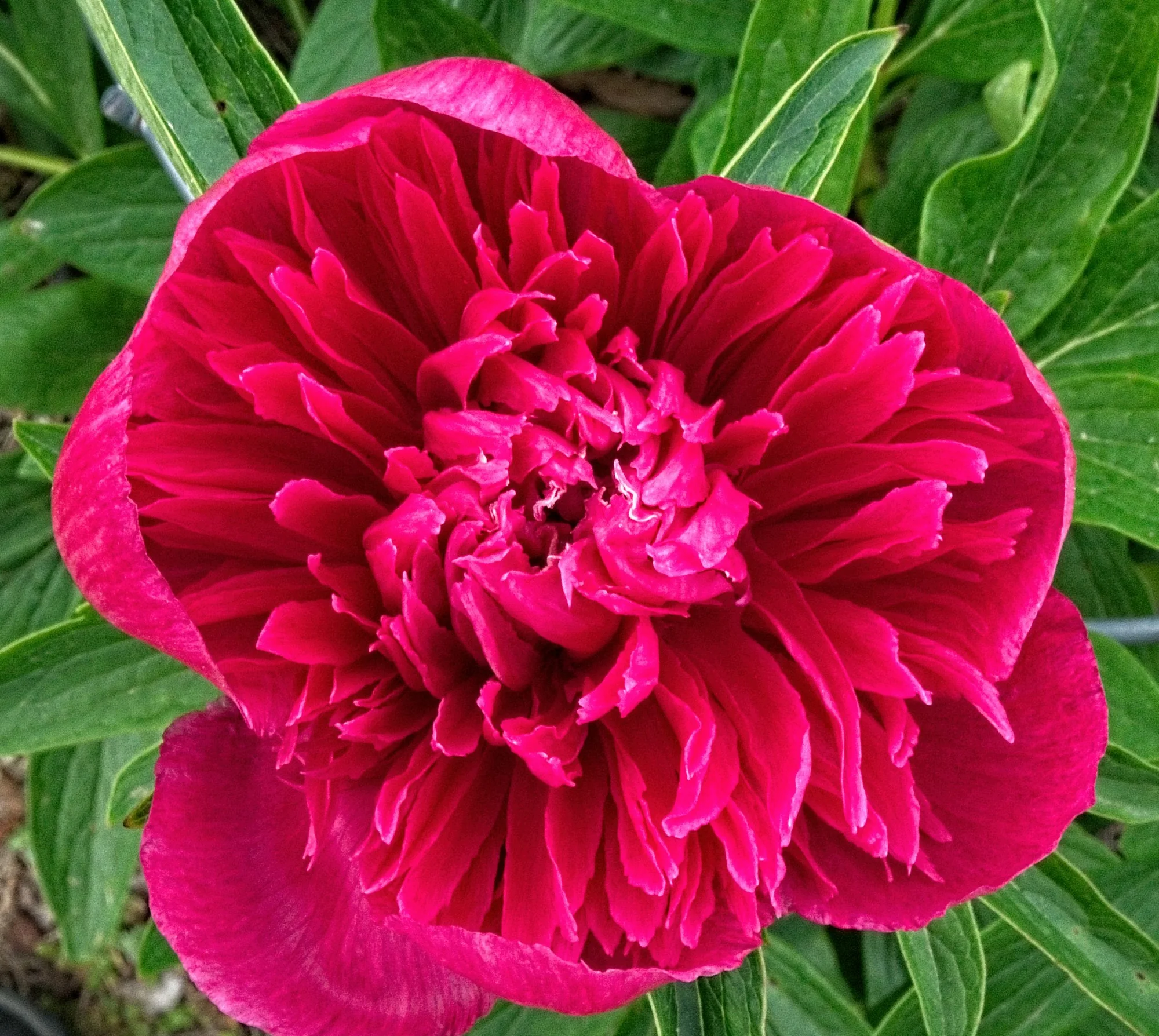 Пион ‘Rosea Plena’