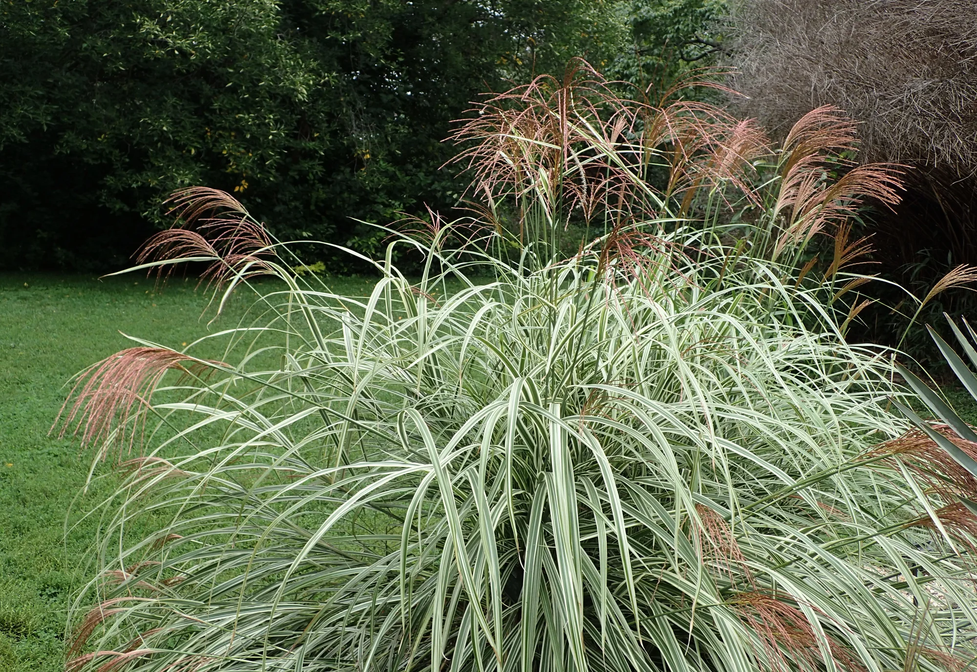 Мискантус ‘Variegatus’