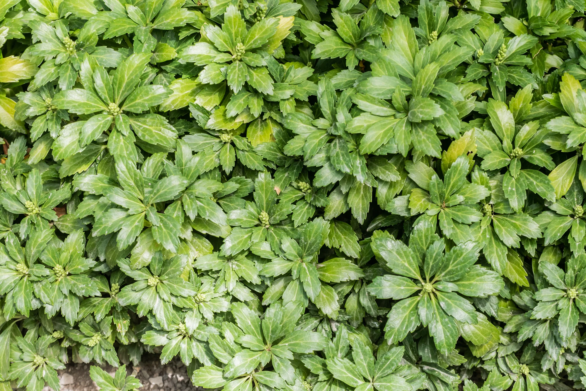 Пахизандра ‘Green Carpet’