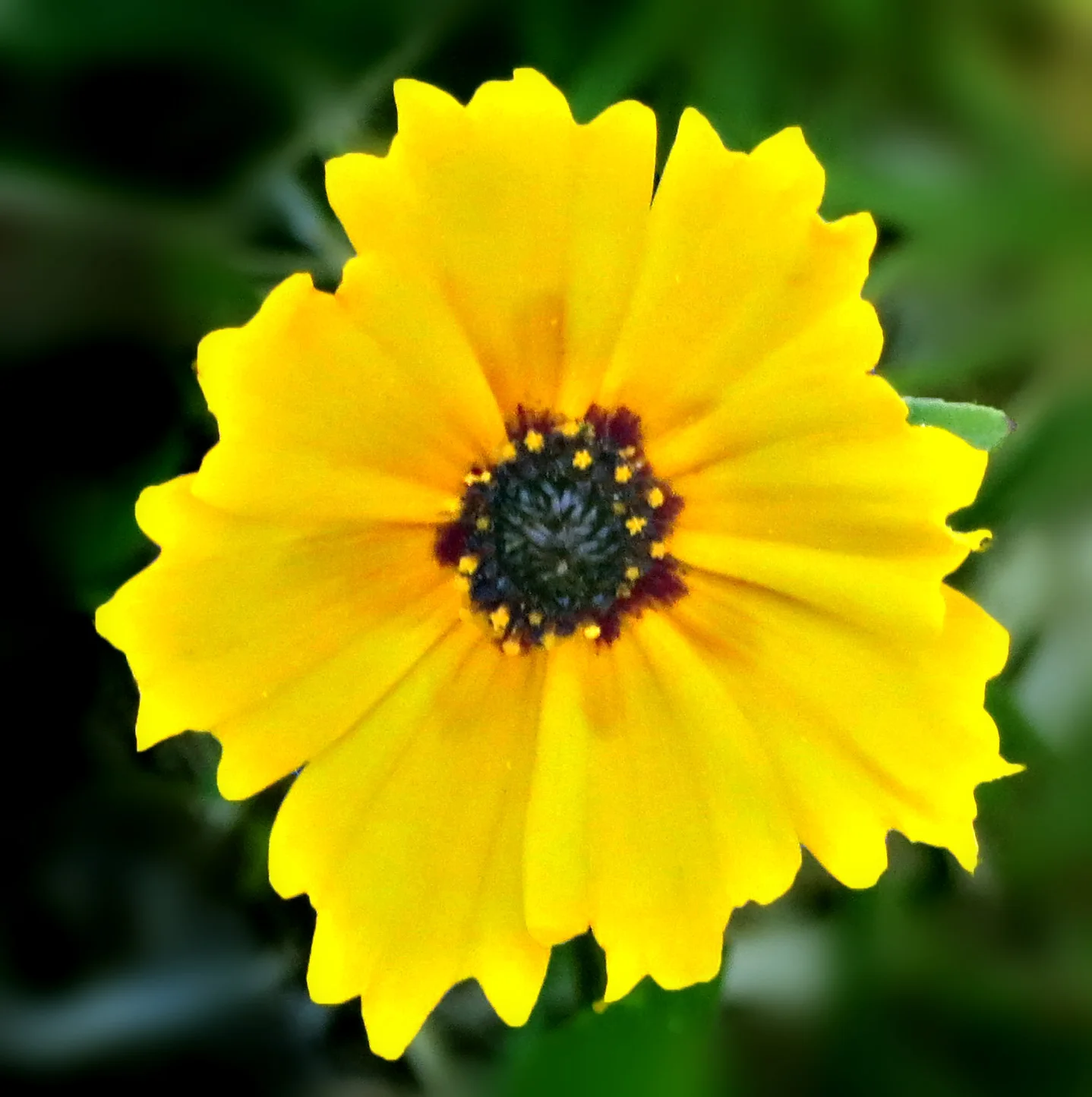 Кореопсис ‘Sunburst’