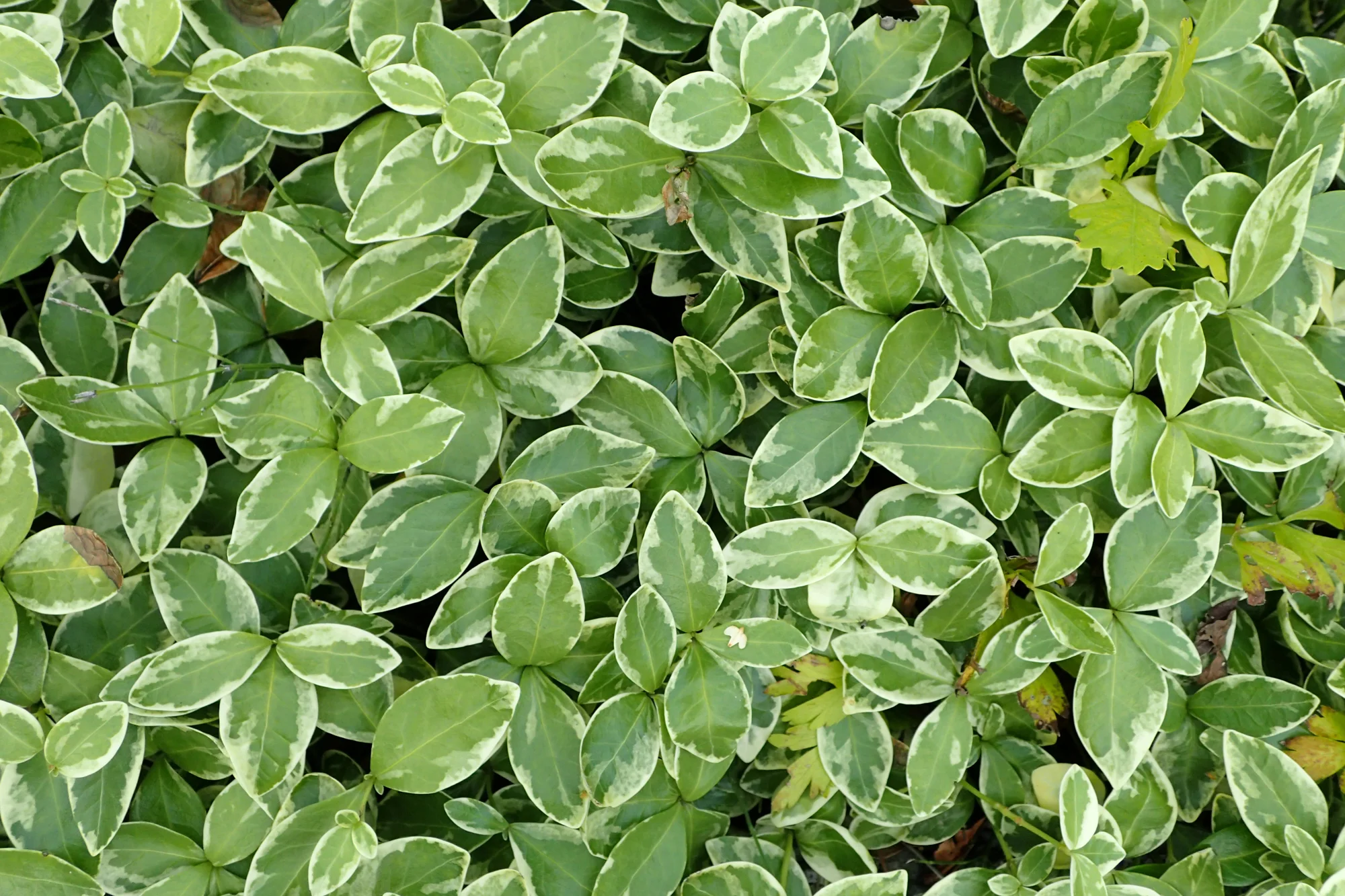 Барвинок ‘Variegata’ — Vinca minor 'Variegata'