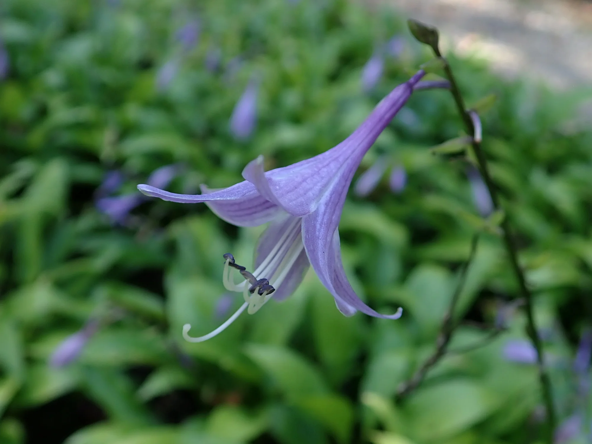 Хоста ‘Lancifolia’