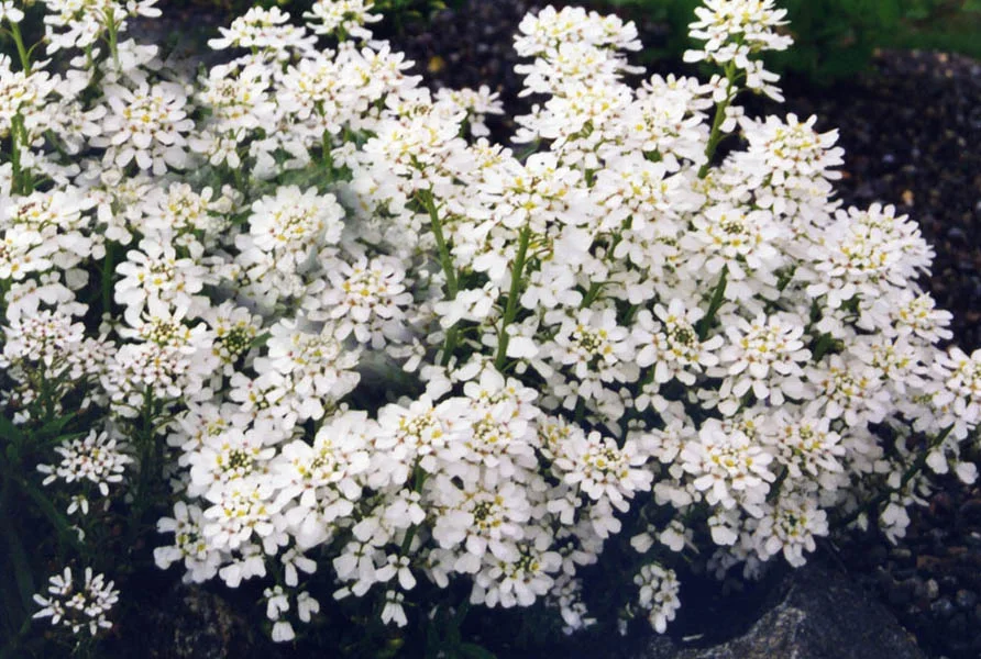 Iberis ‘Snowflake’