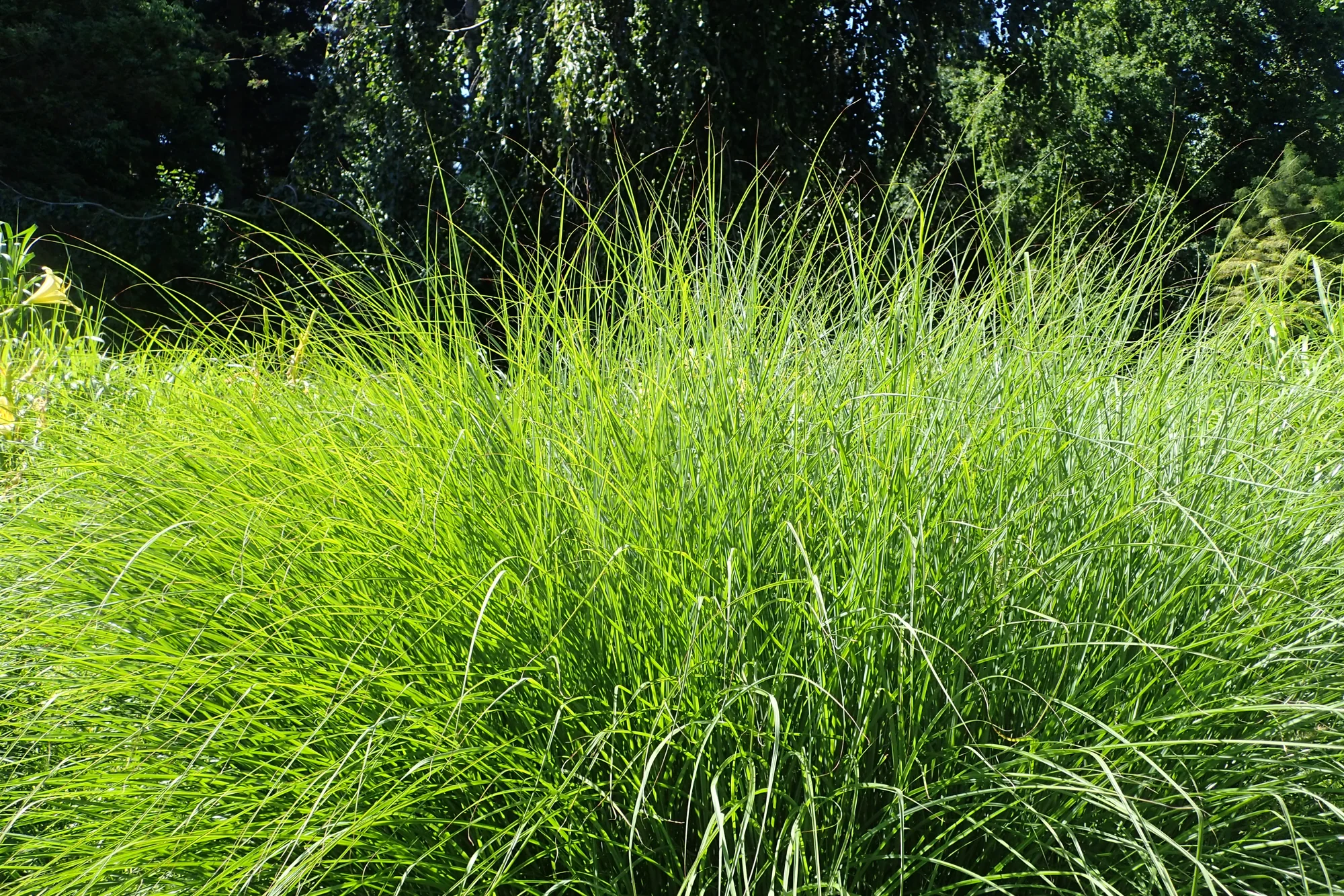 Мискантус ‘Gracillimus’