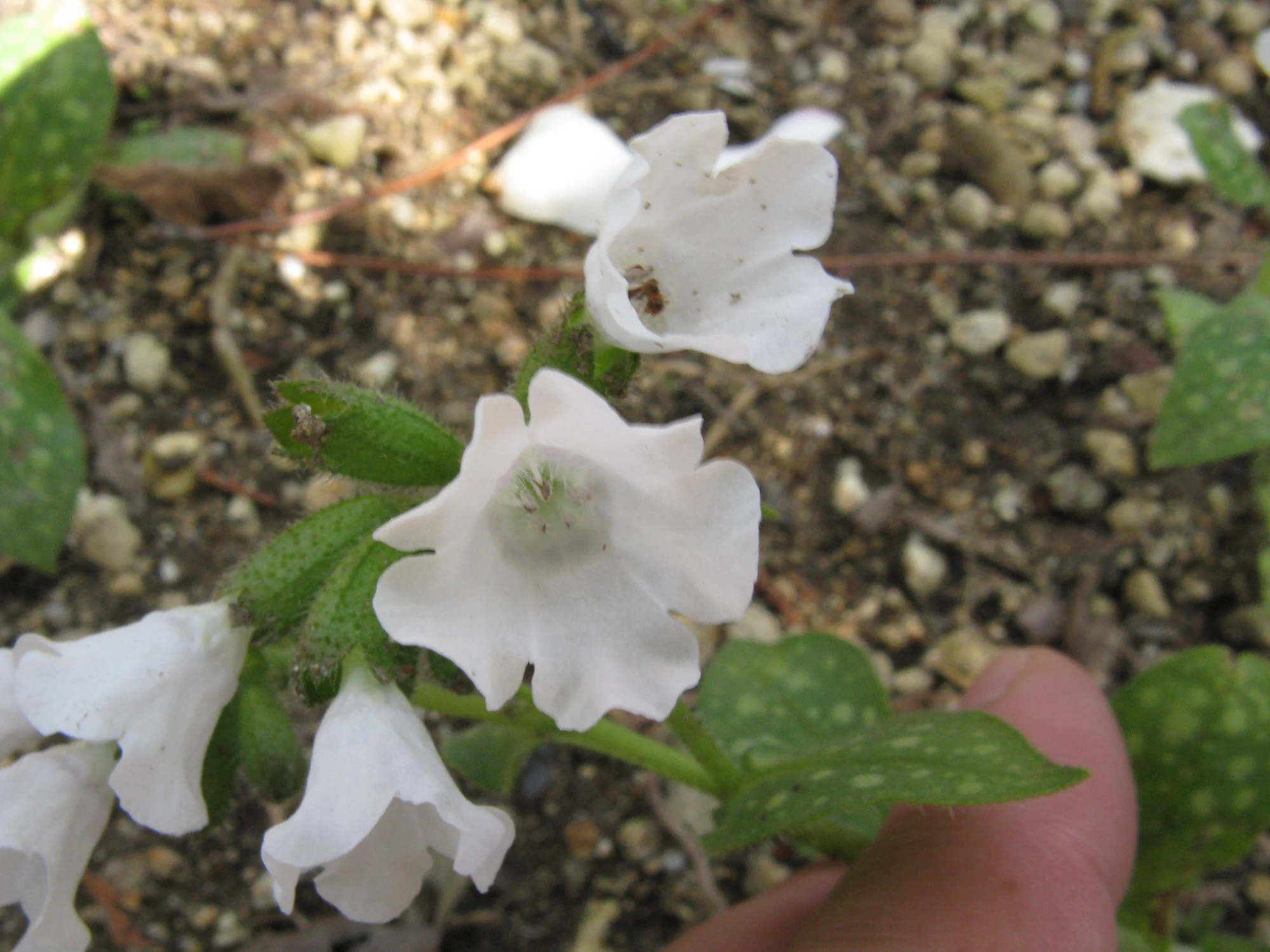 Медуница ‘Sissinghurst White’