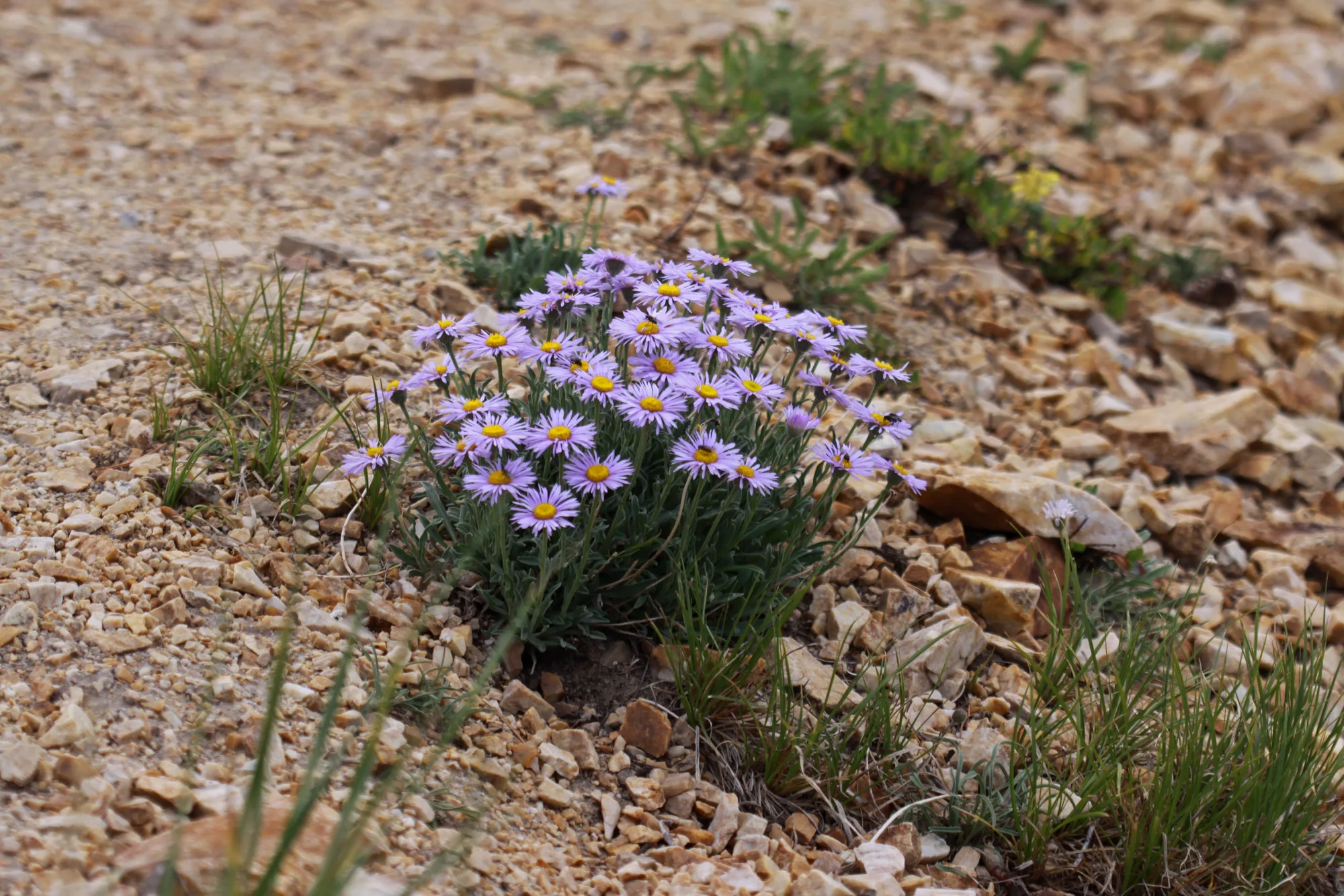 Мелколепестник — Erigeron leiomerus