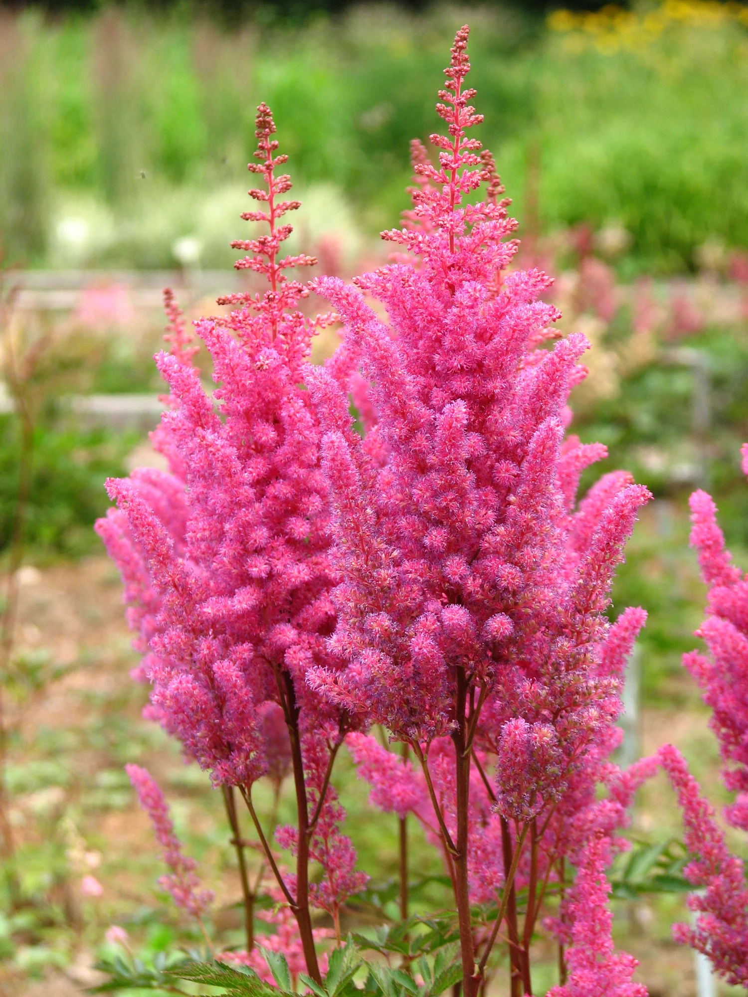 Астильба ‘Gloria Purpurea’