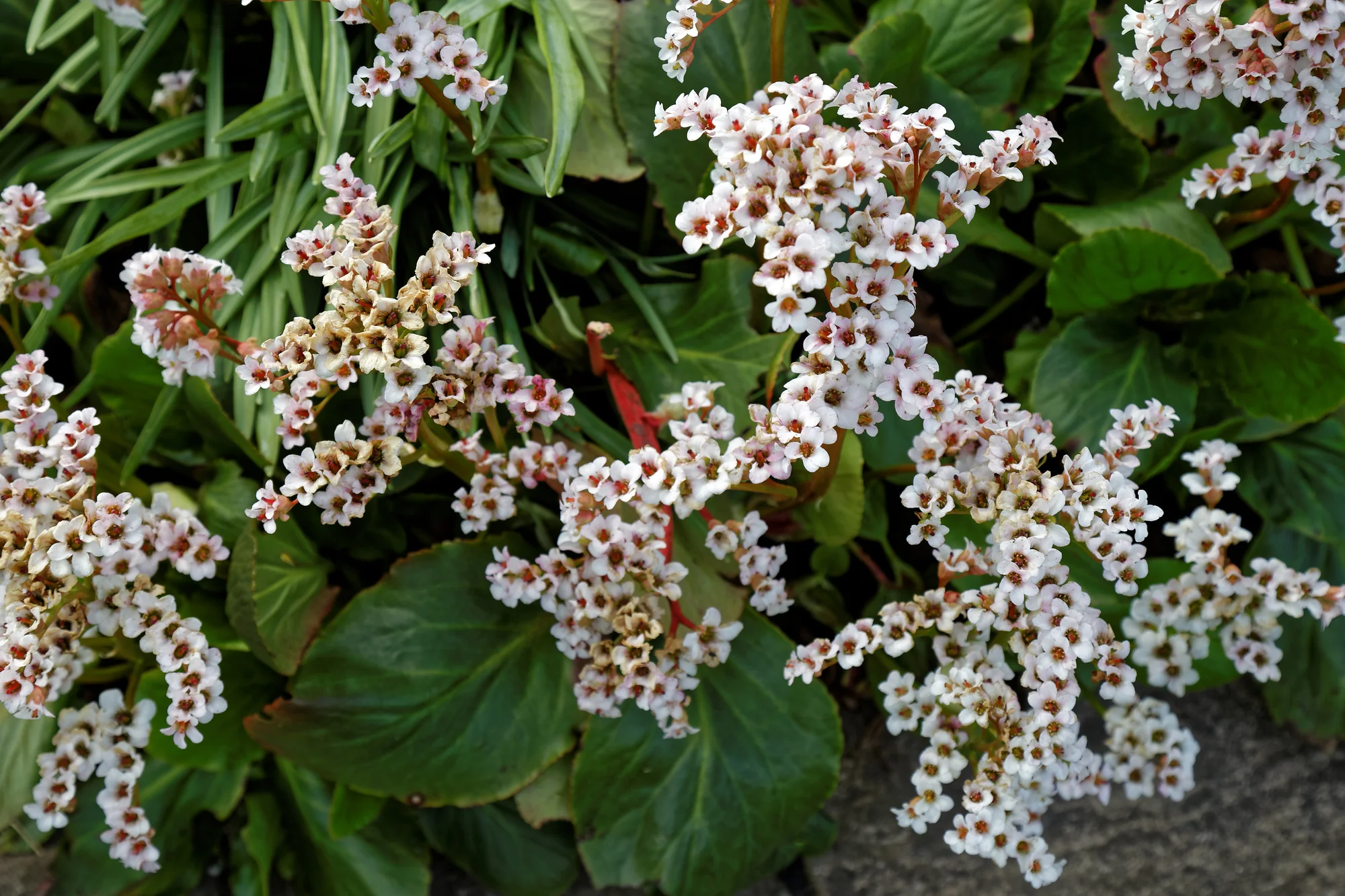 Бадан ‘Bressingham White’