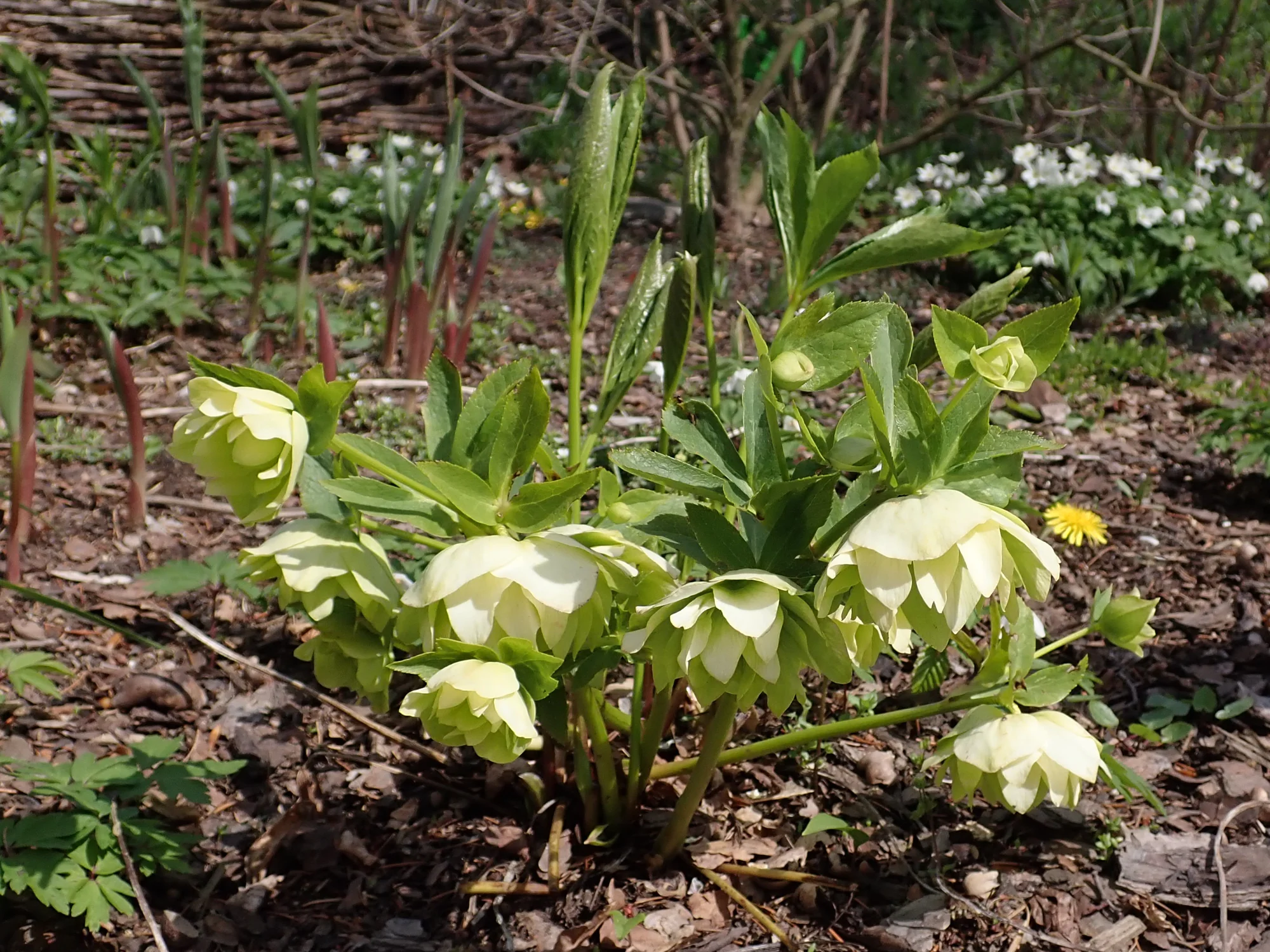 Helleborus ‘Double Ellen White’