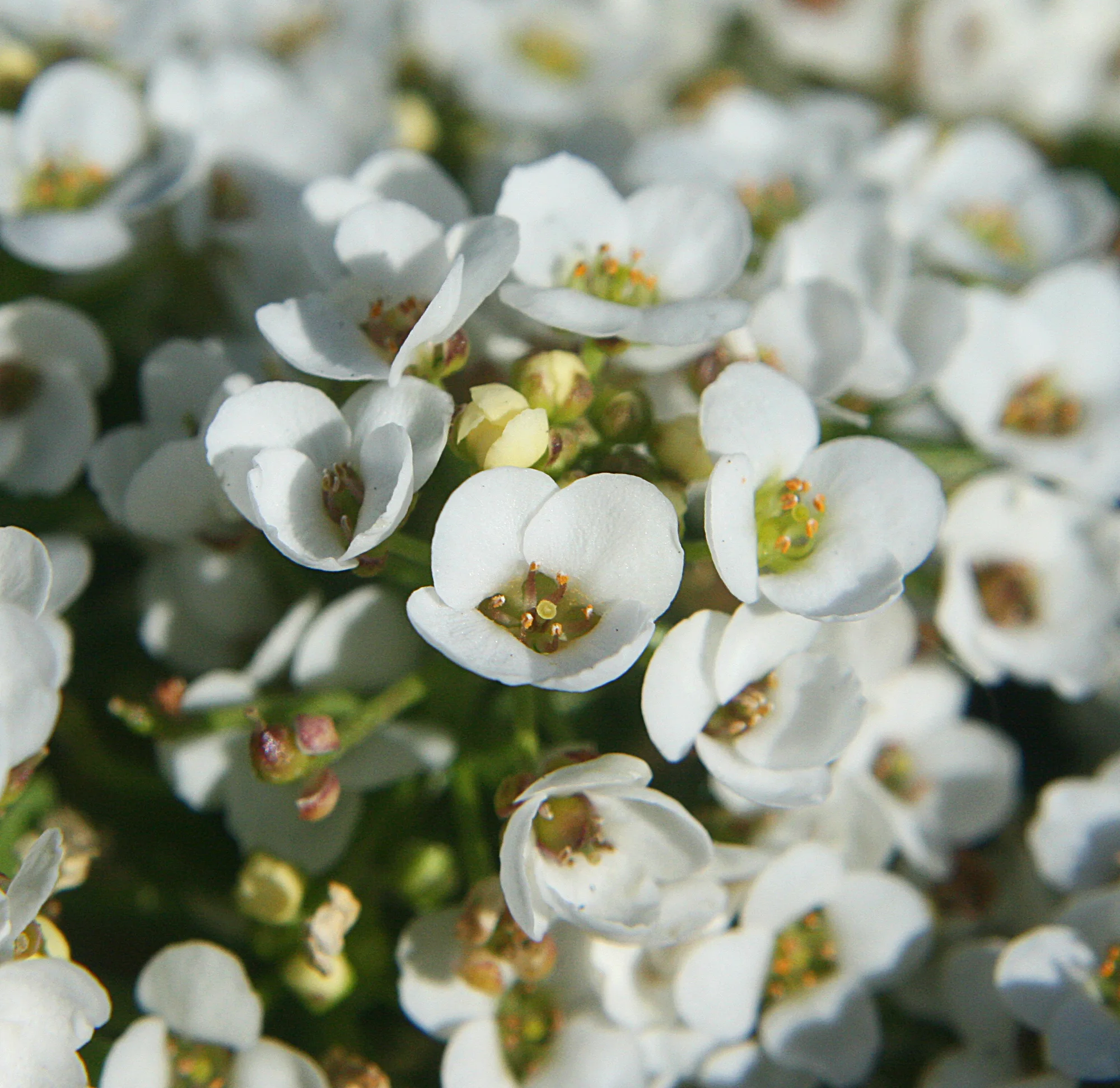 Лобулярия Easter Bonnet White