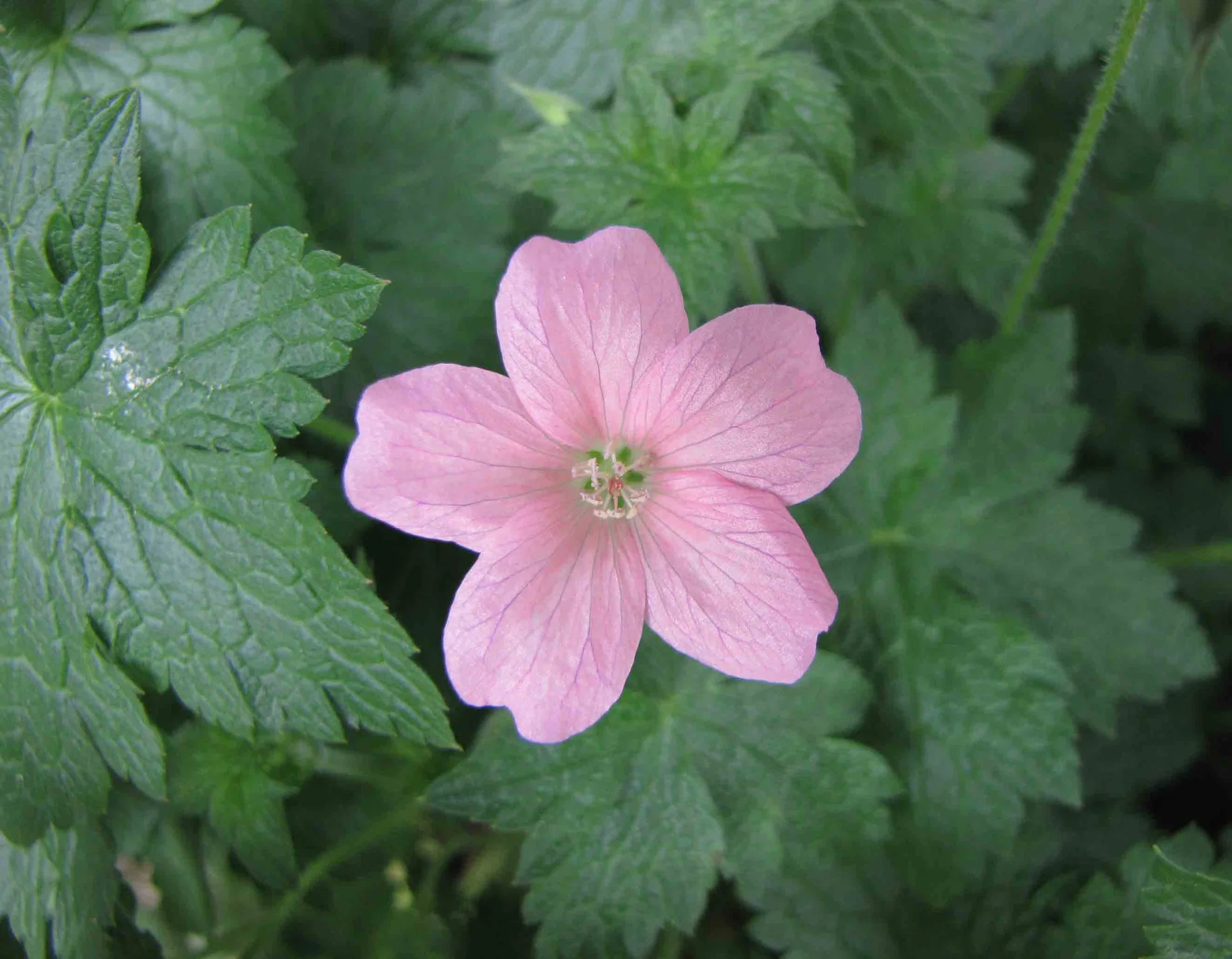 Герань ‘Wargrave Pink’