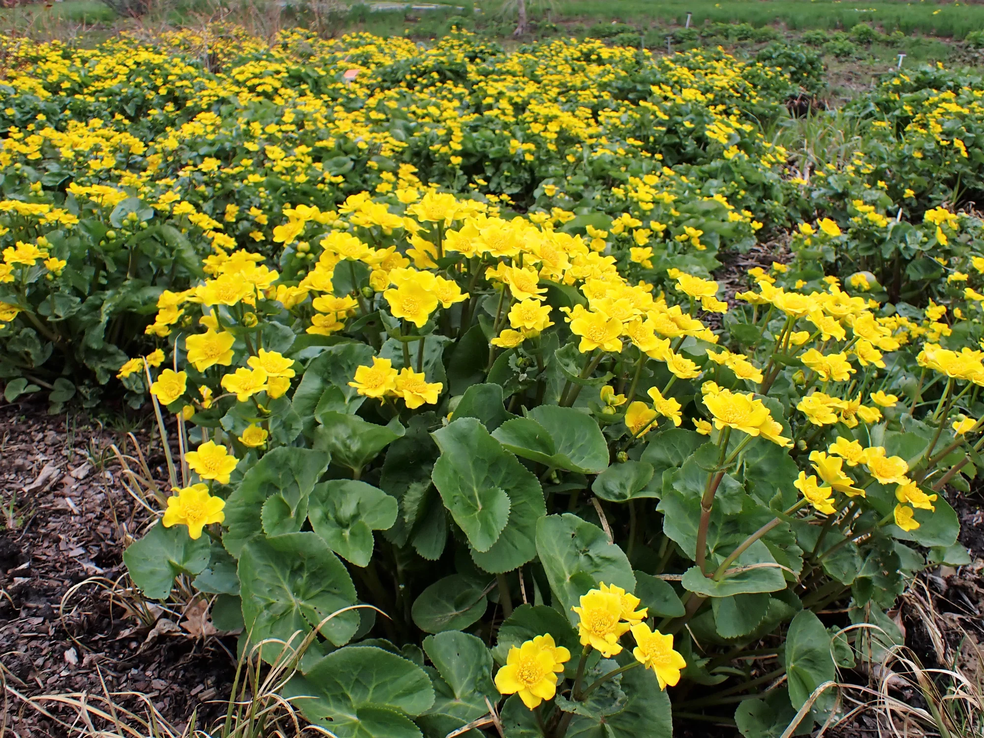 Caltha ‘Auenwald’