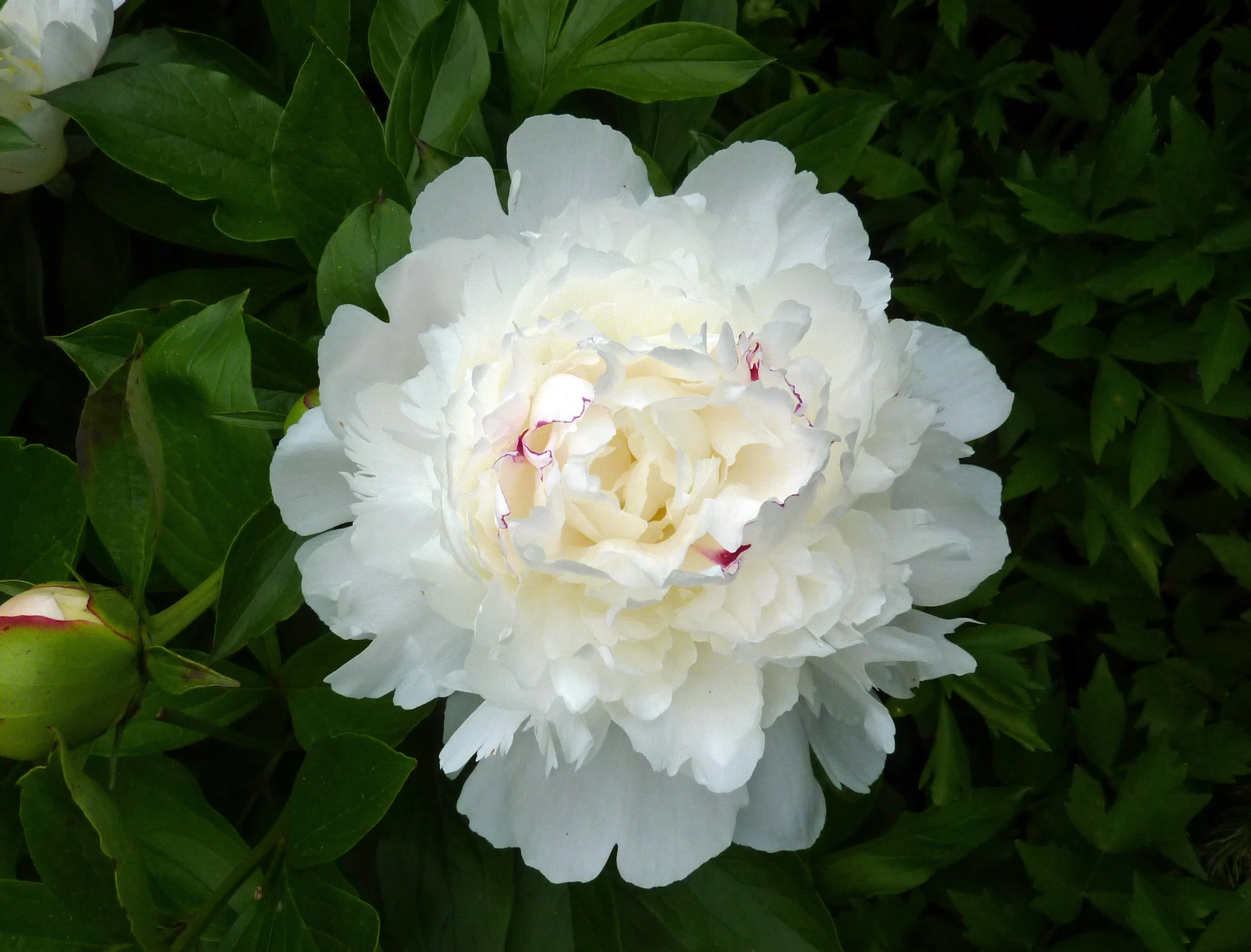 Пион ‘Festiva Maxima’