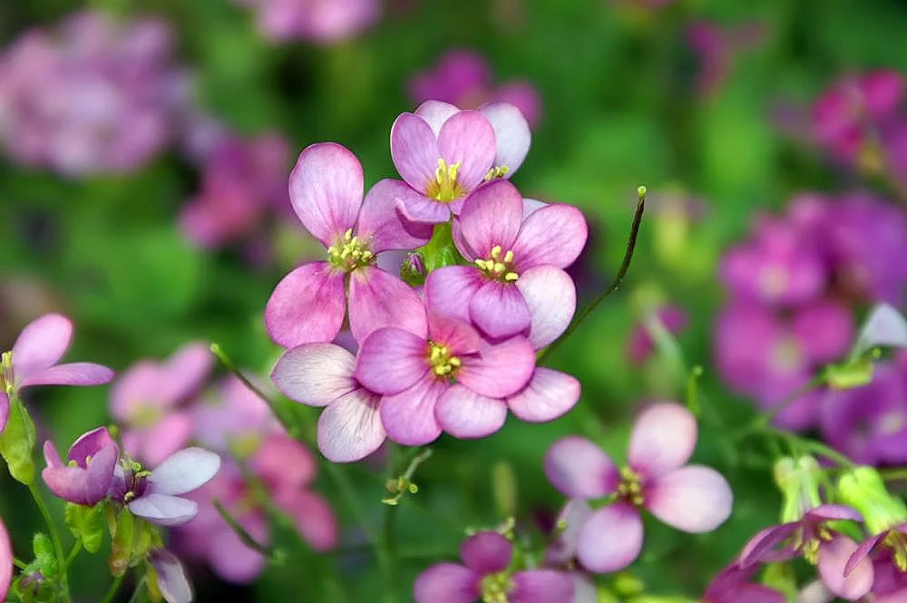 Arabis ‘Compinkie’