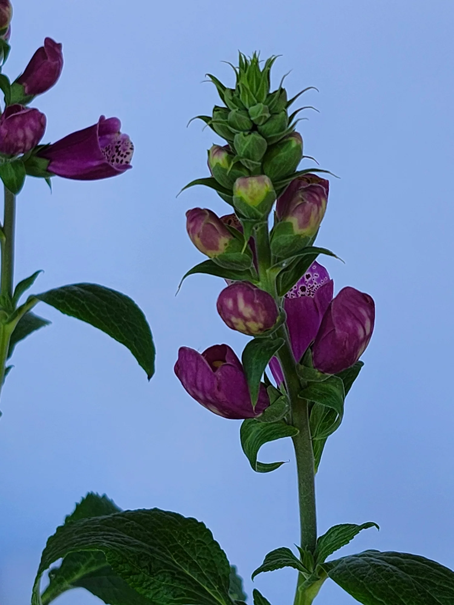 Наперстянка ‘Dalmatian Purple’