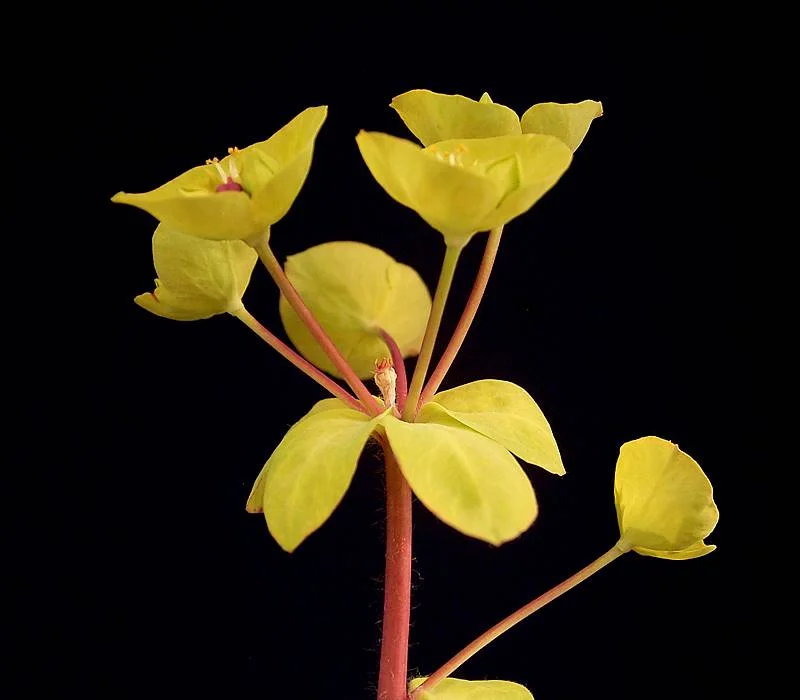 Молочай ‘Purpurea’