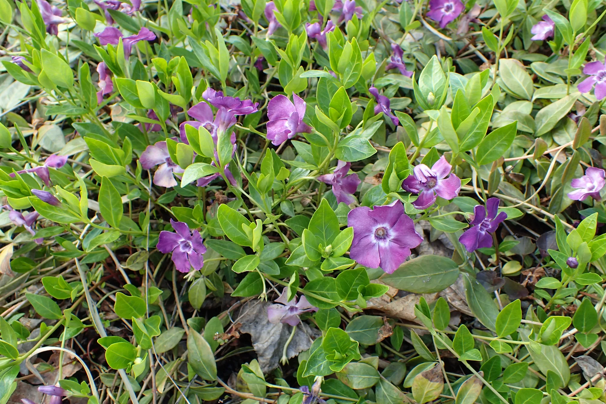 Барвинок ‘Atropurpurea’