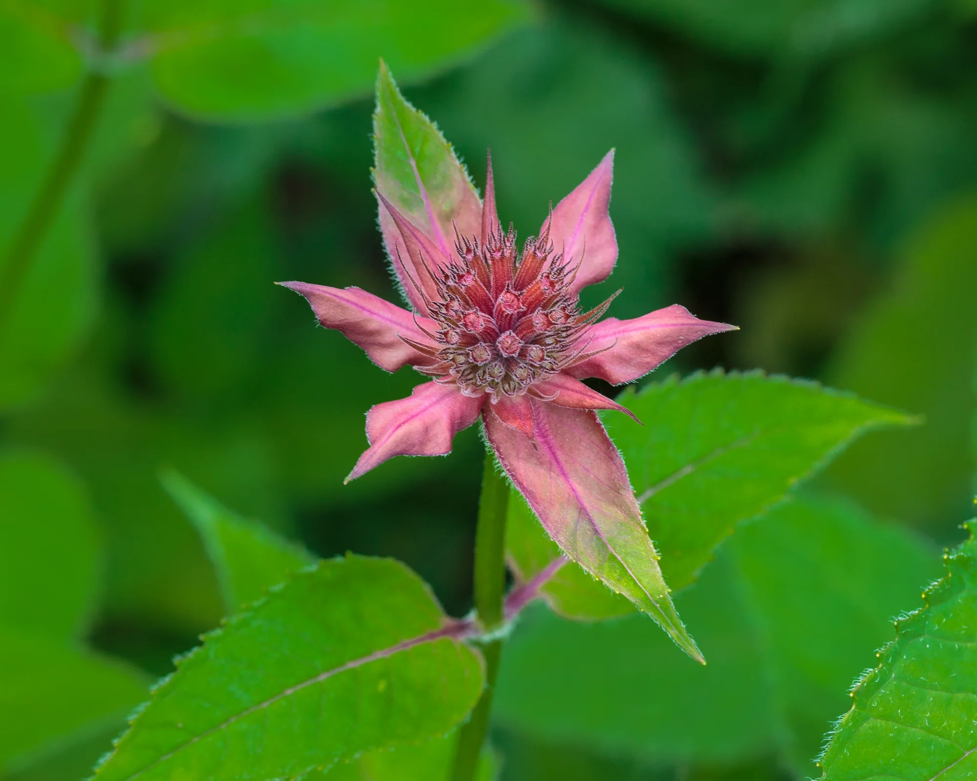 Монарда ‘Gardenview Scarlet’