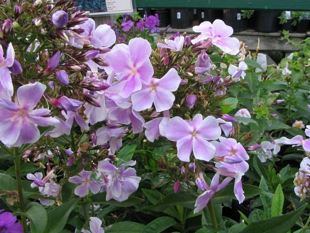 Флокс ‘Franz Schubert’