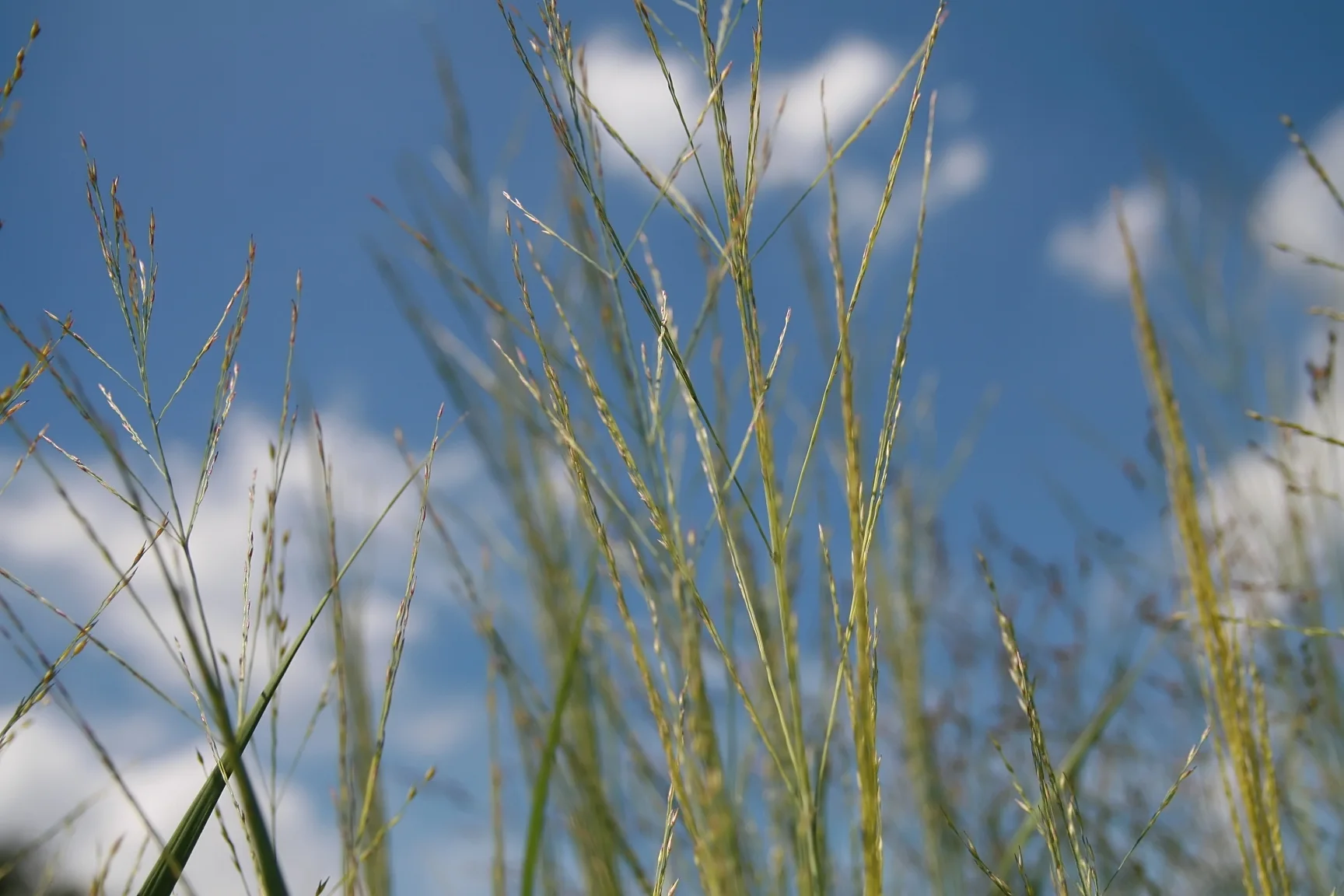 Просо ‘Prairie Sky’