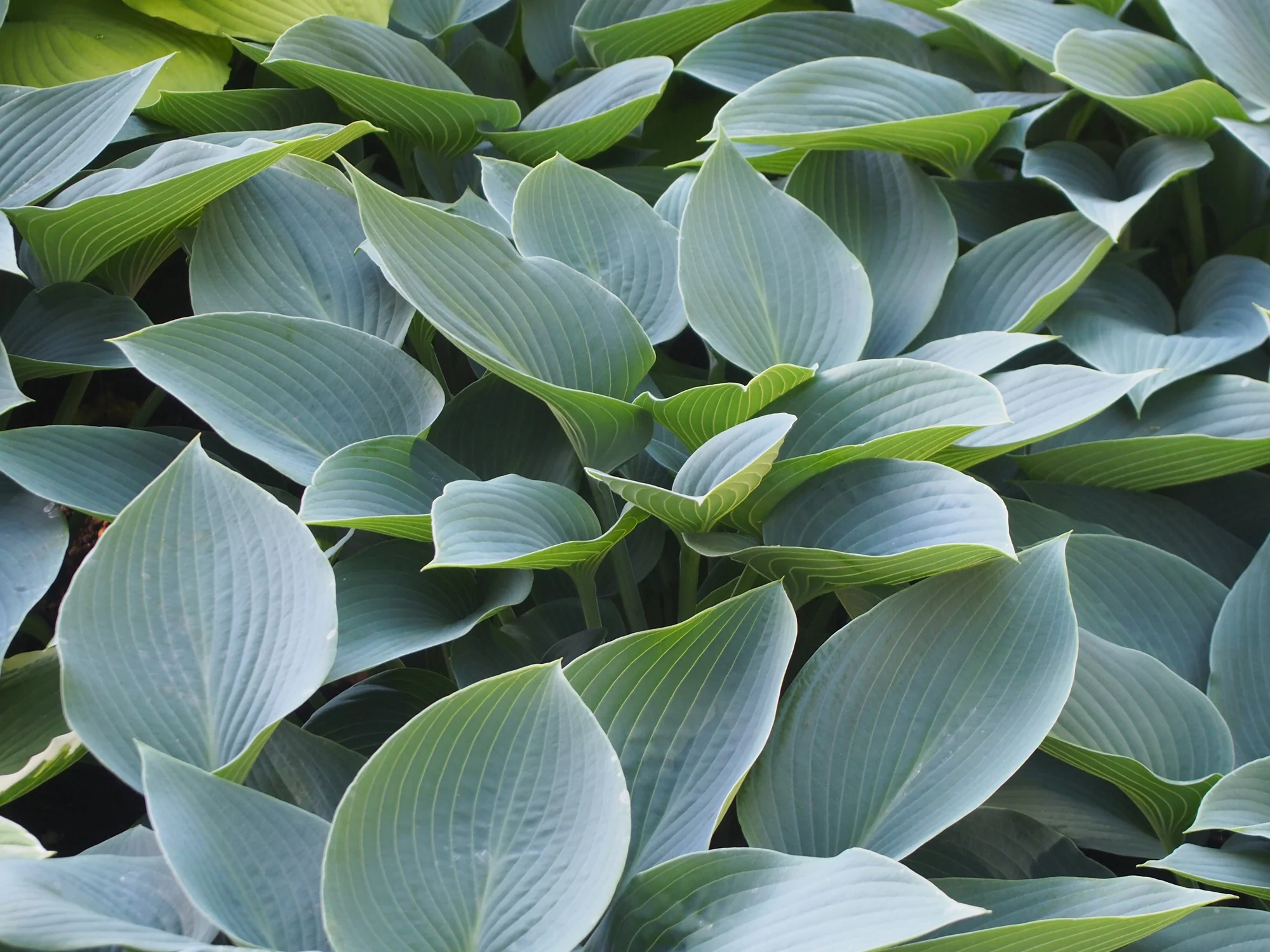 Хоста ‘Canadian Blue’