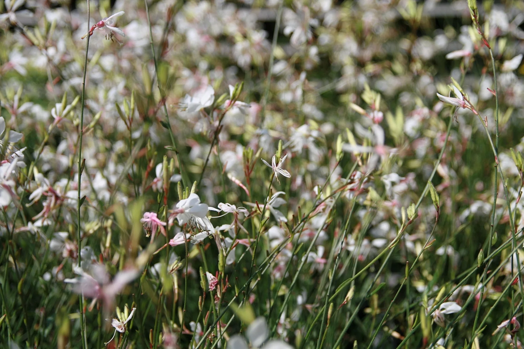 Gaura ‘Whirling Butterflies’