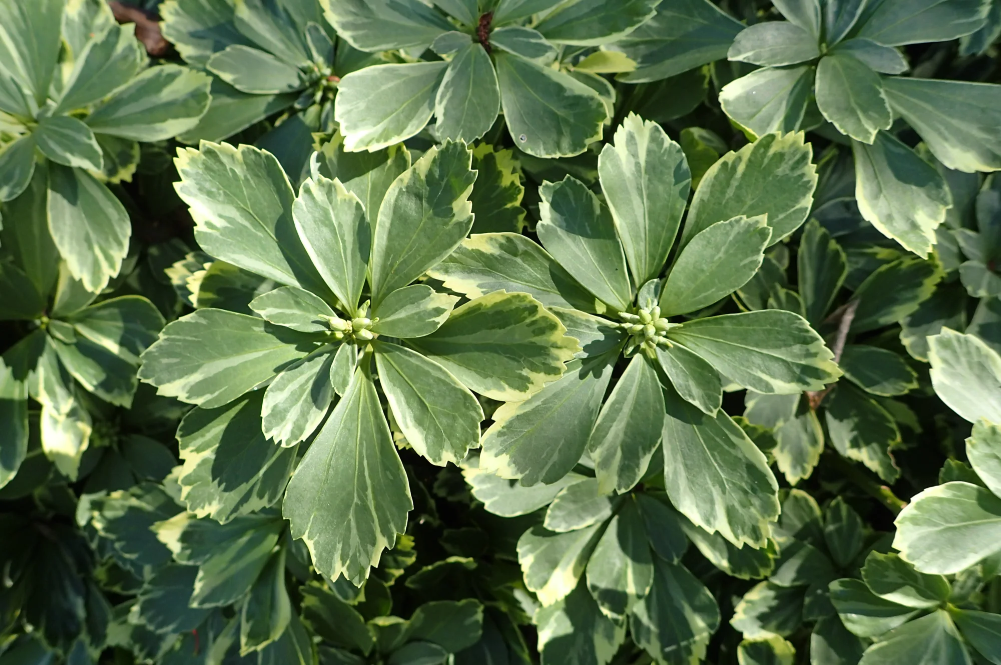 Пахизандра ‘Variegata’