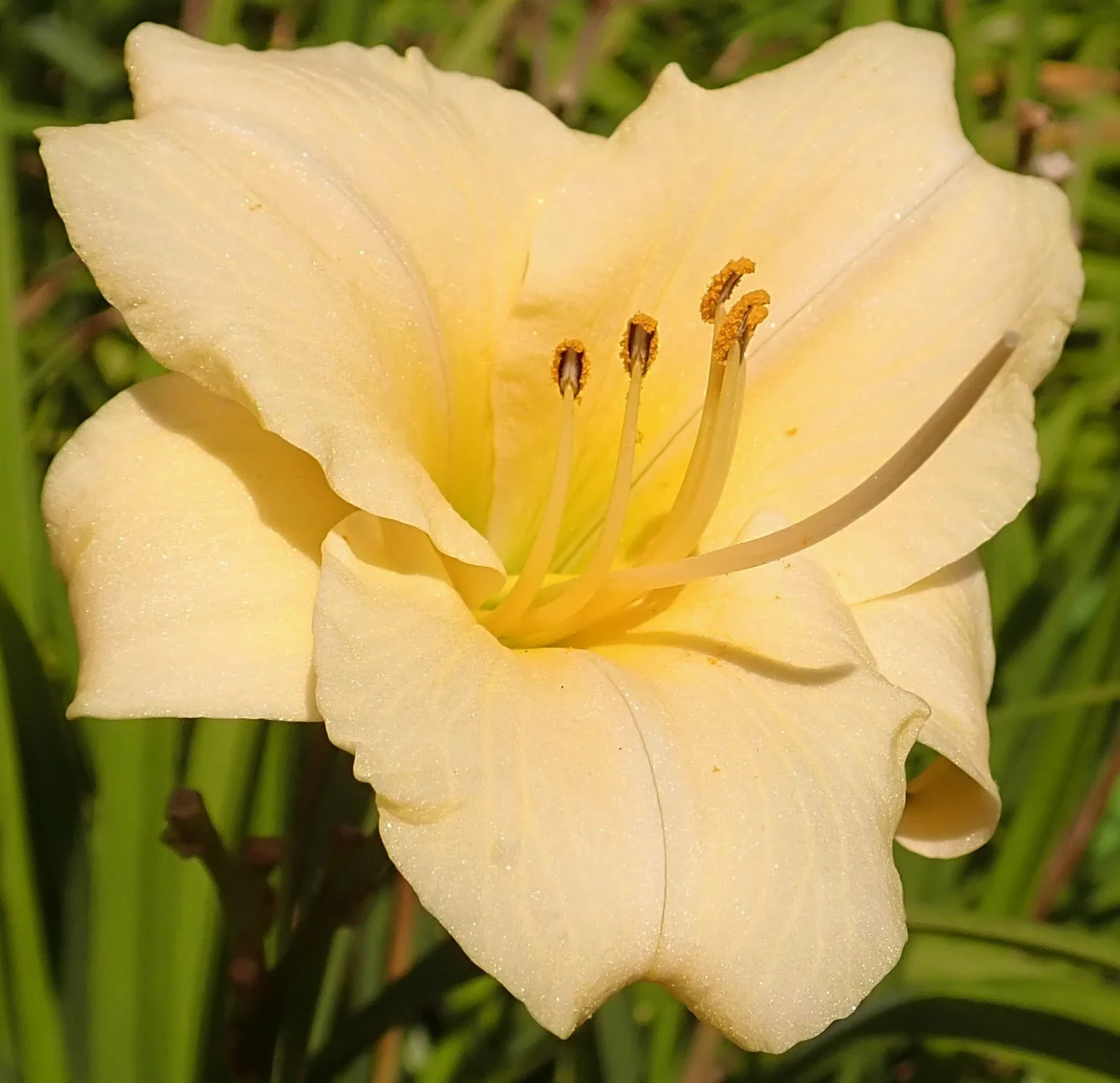 Лилейник ‘Longfields Pearl’