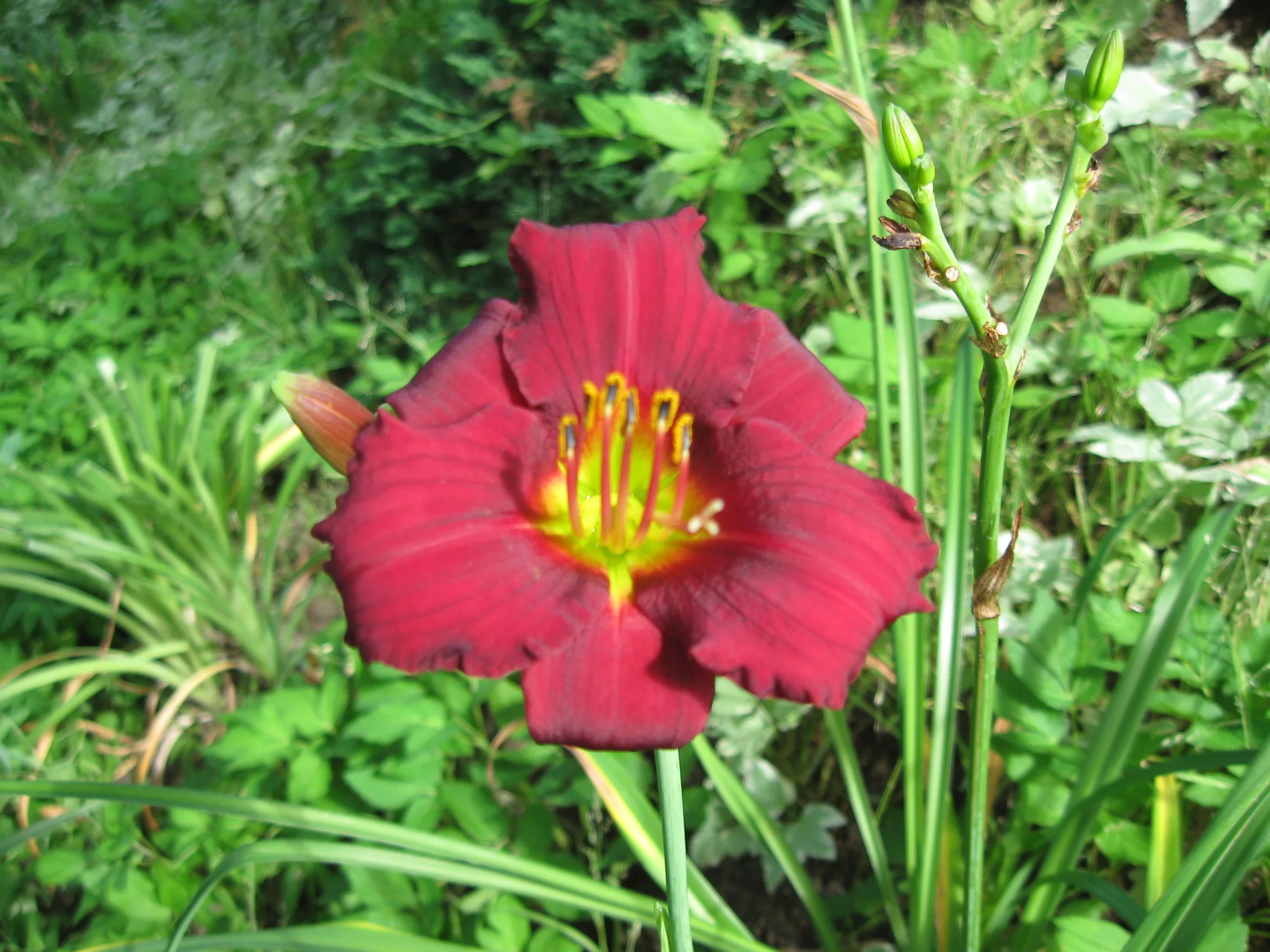 Лилейник ‘Ruby Stella’